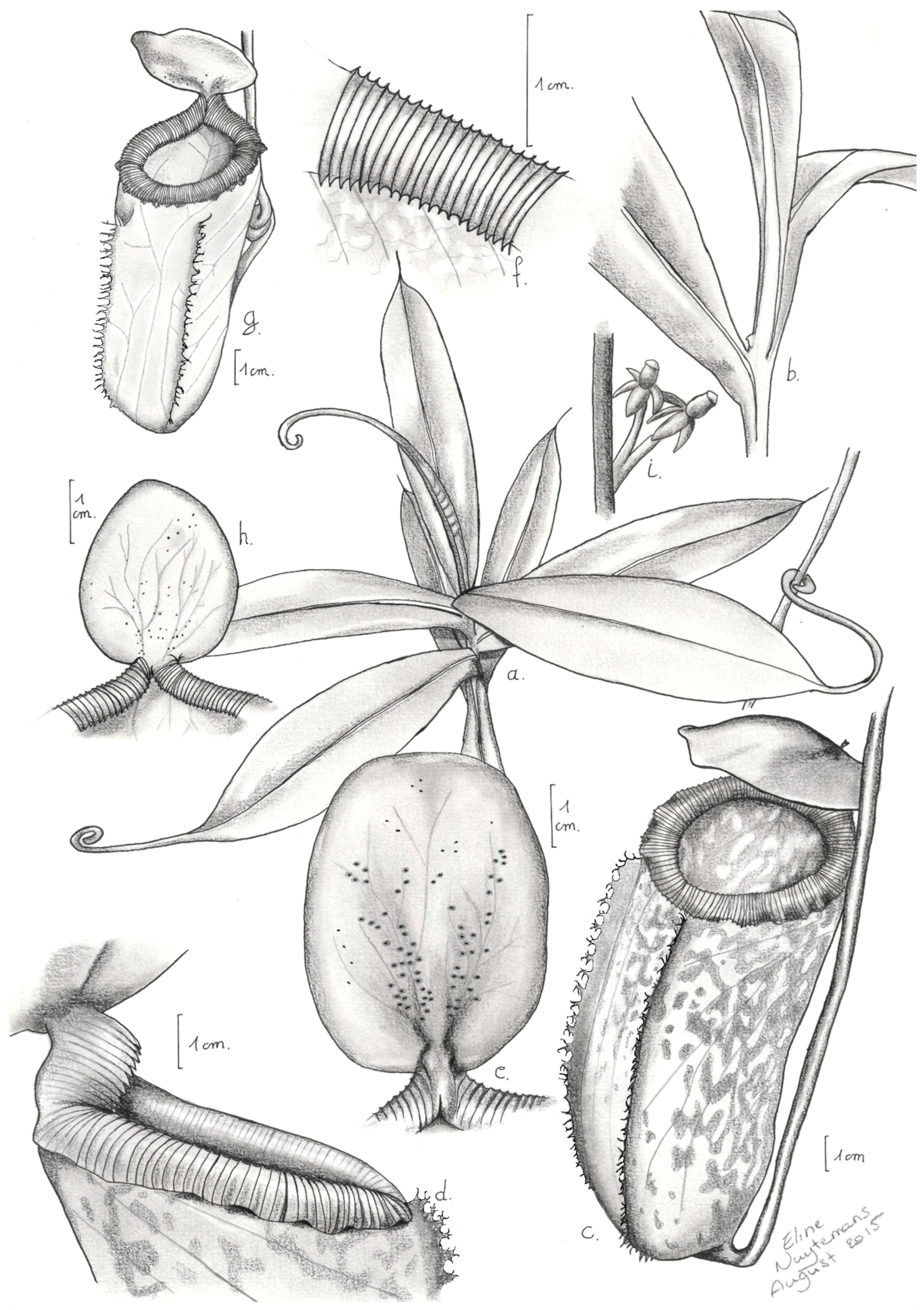 Plants 05 00023 g001