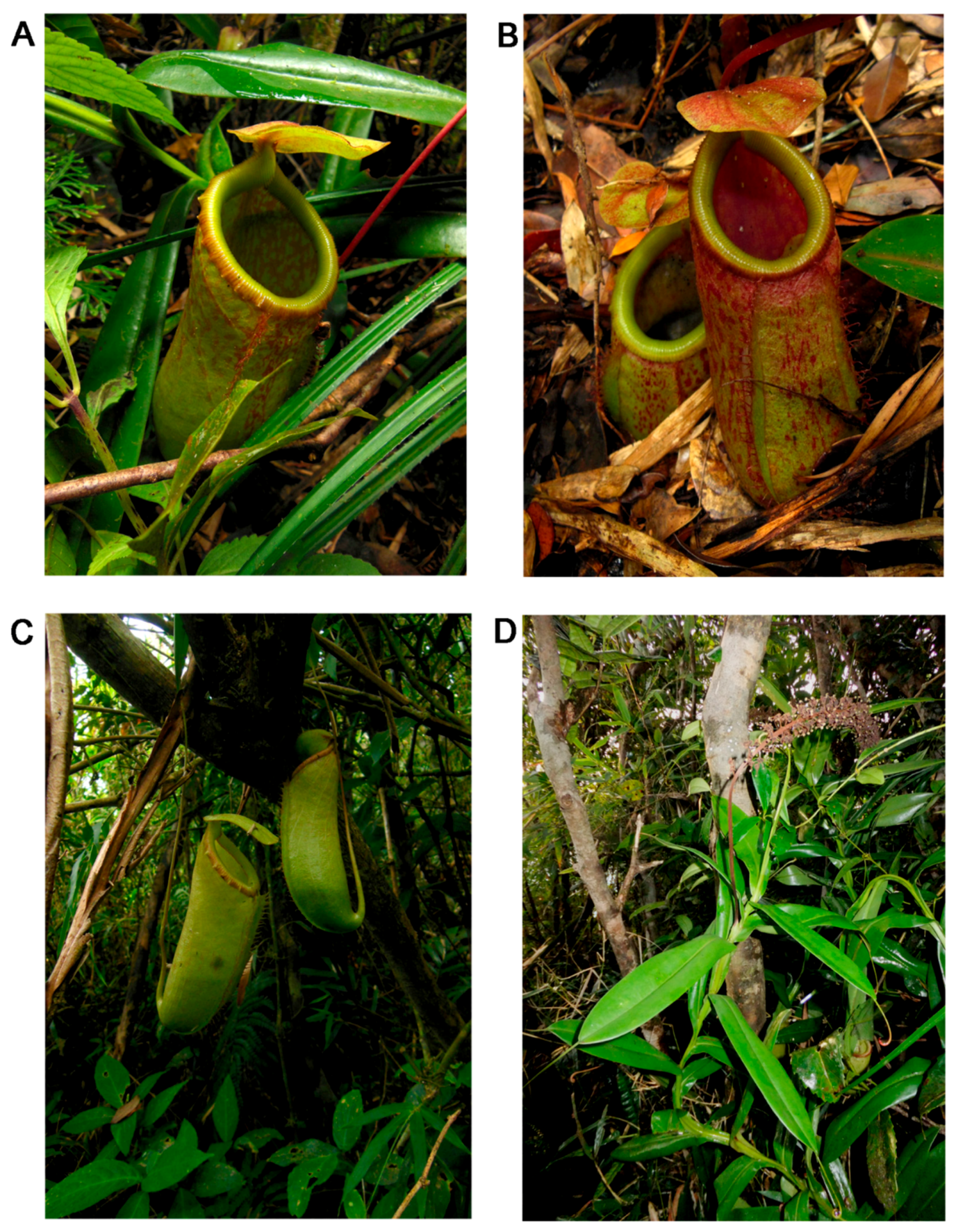 Plants 05 00023 g002