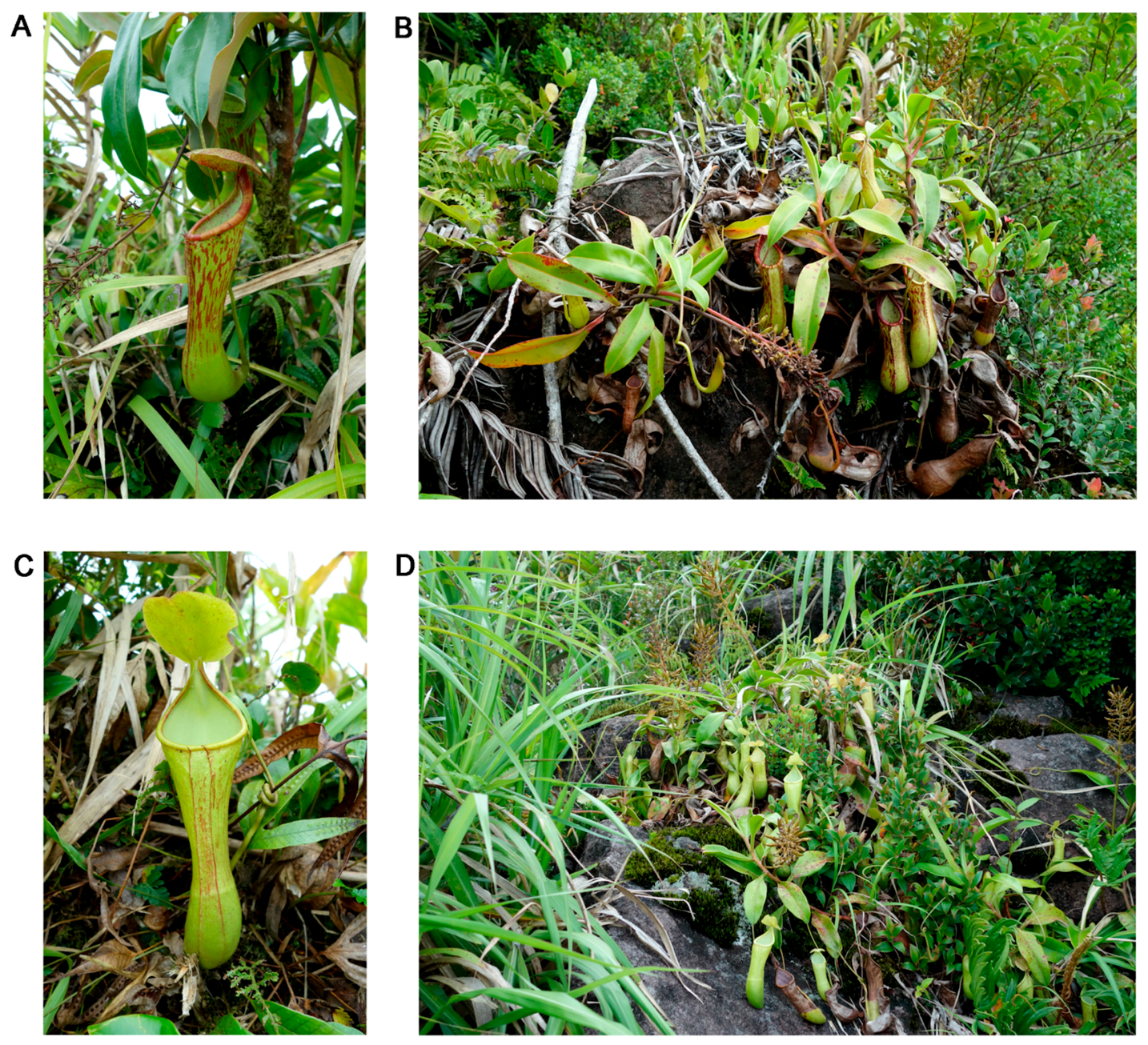 Plants 05 00023 g005