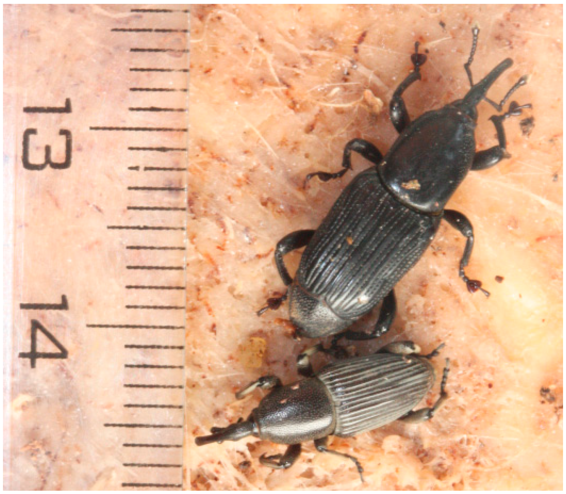 Plants 05 00034 g001