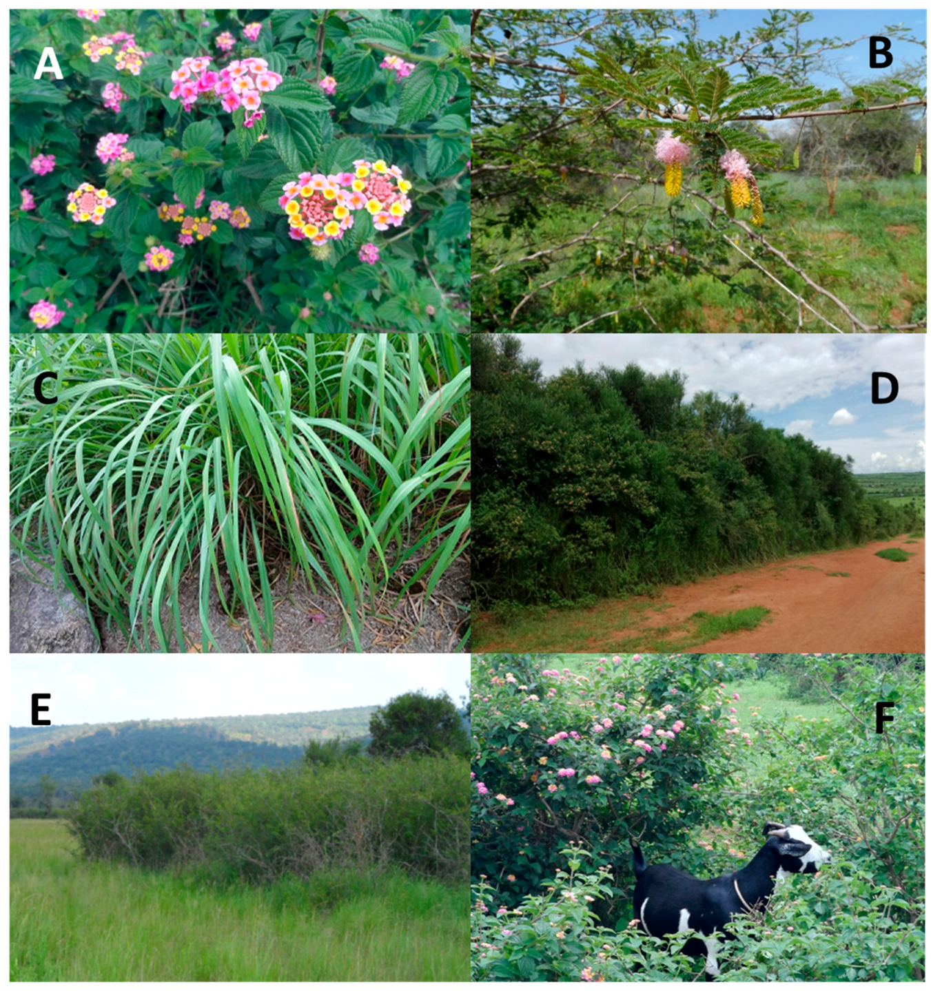 Plants 06 00019 g001