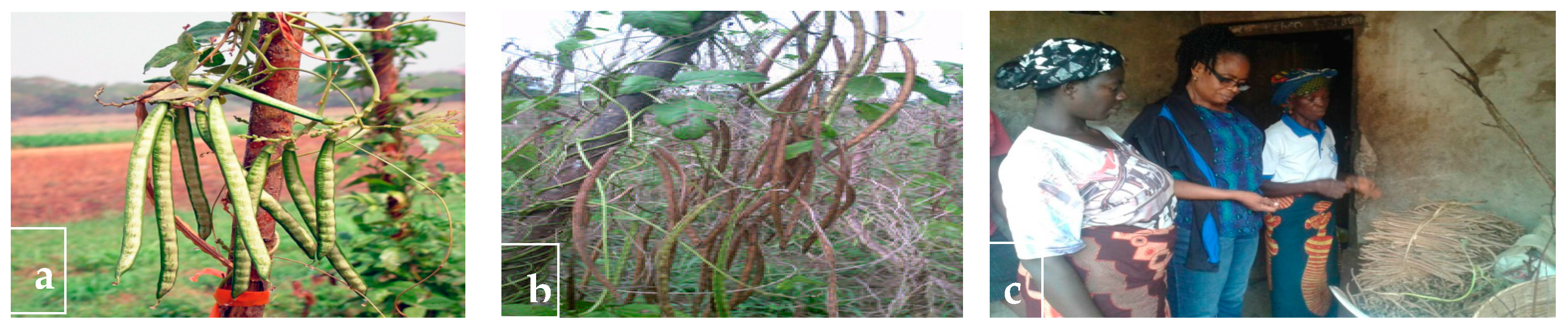Plants 06 00030 g009