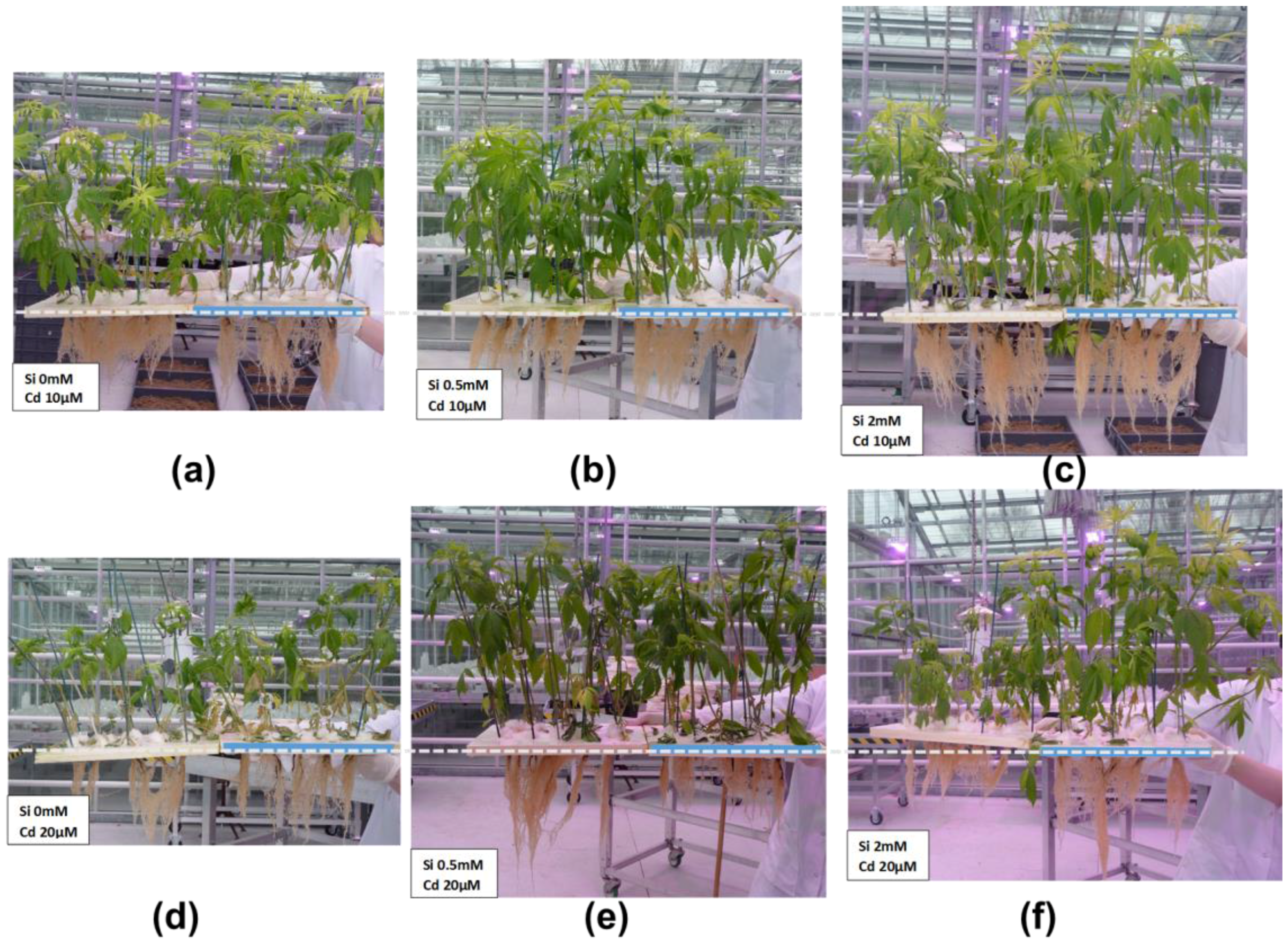 Plants 06 00037 g002