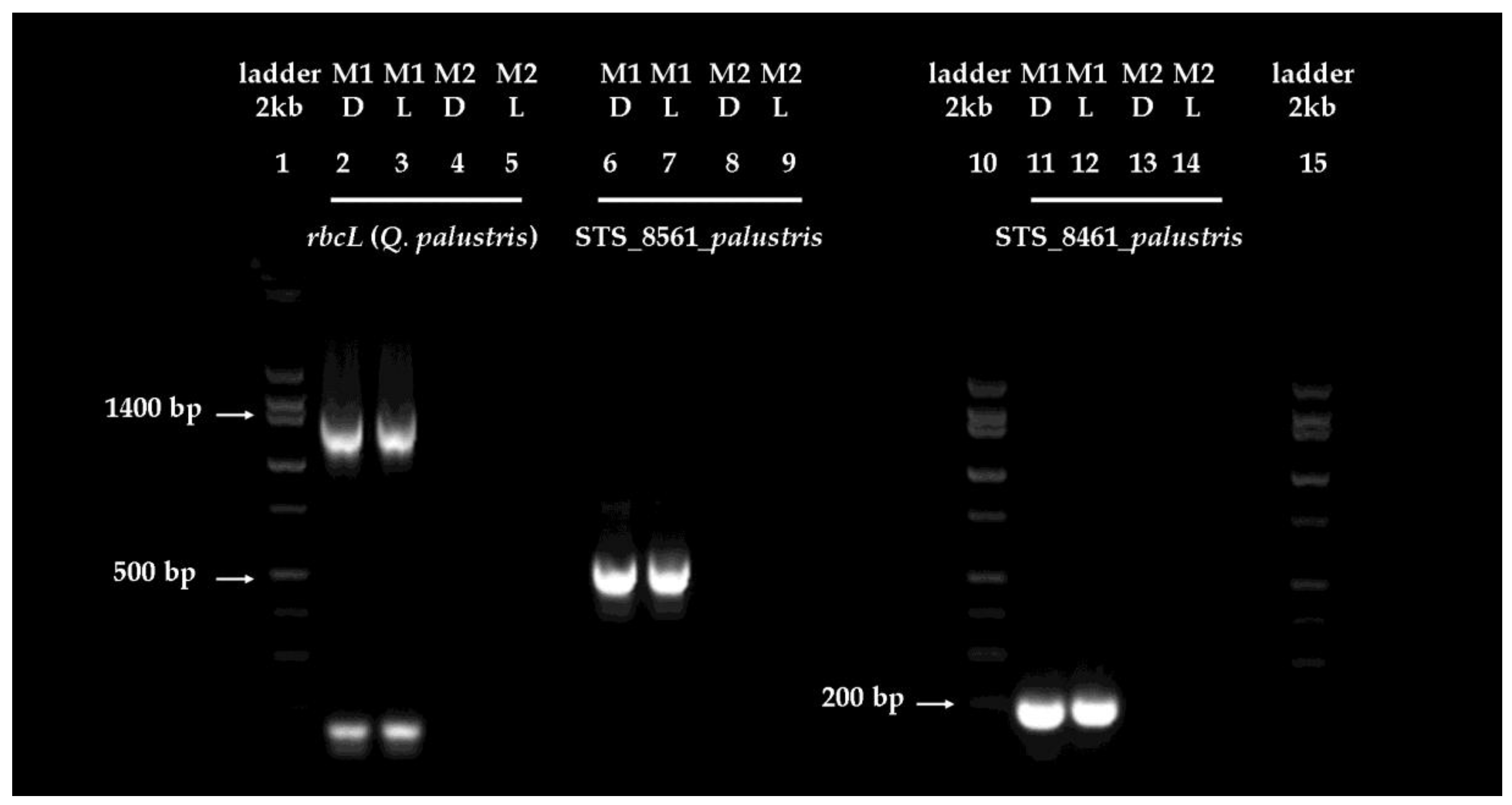 Plants 06 00052 g003
