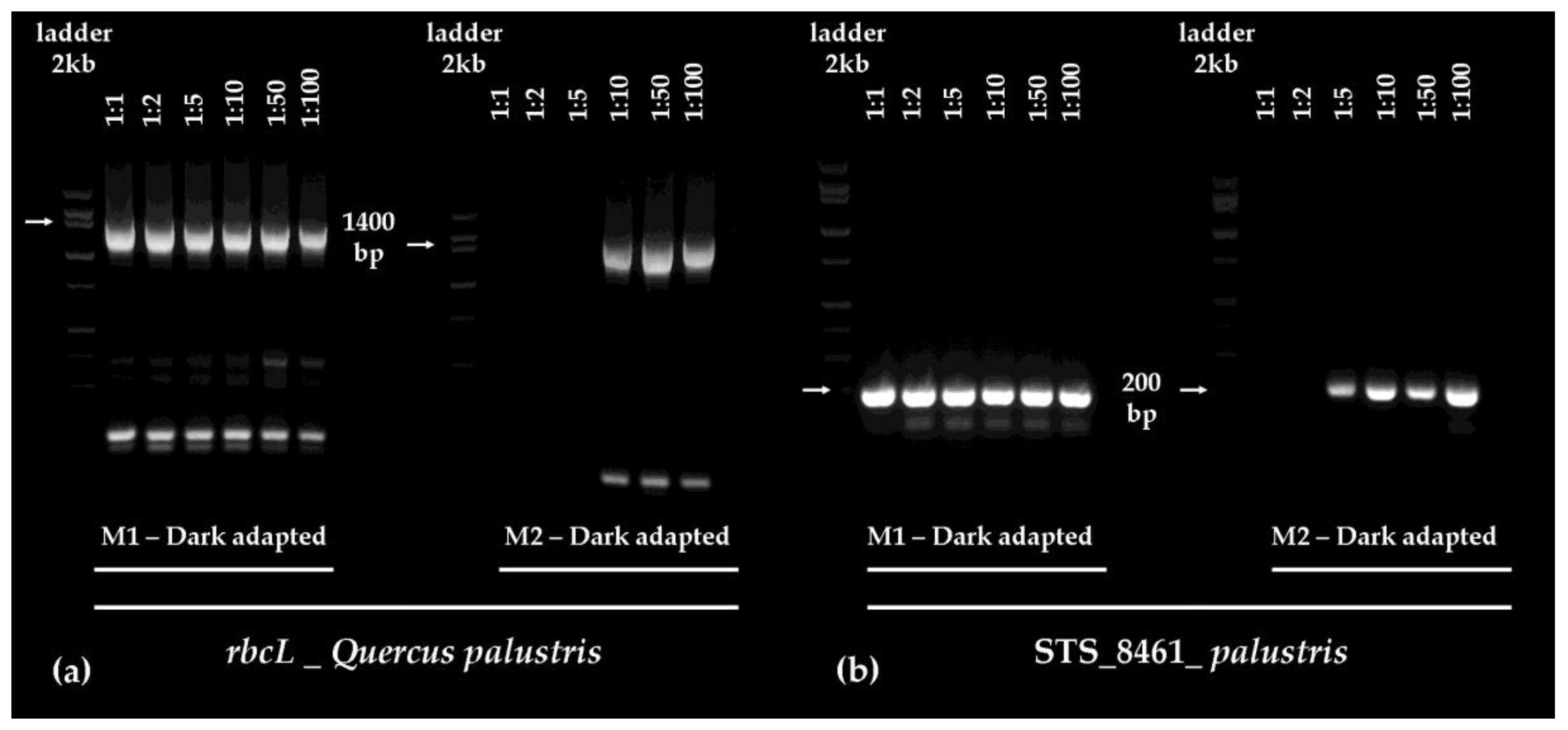 Plants 06 00052 g004