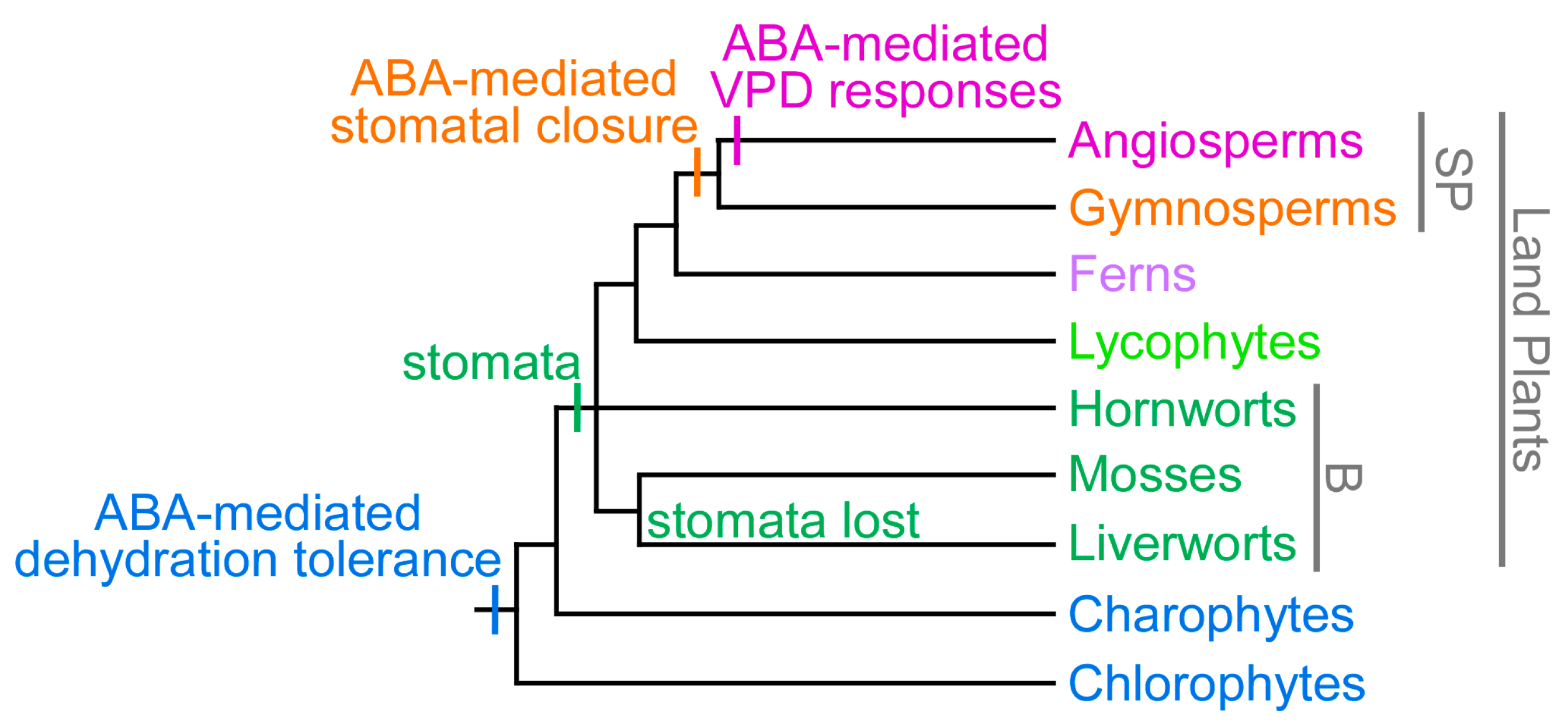 Plants 06 00054 g001