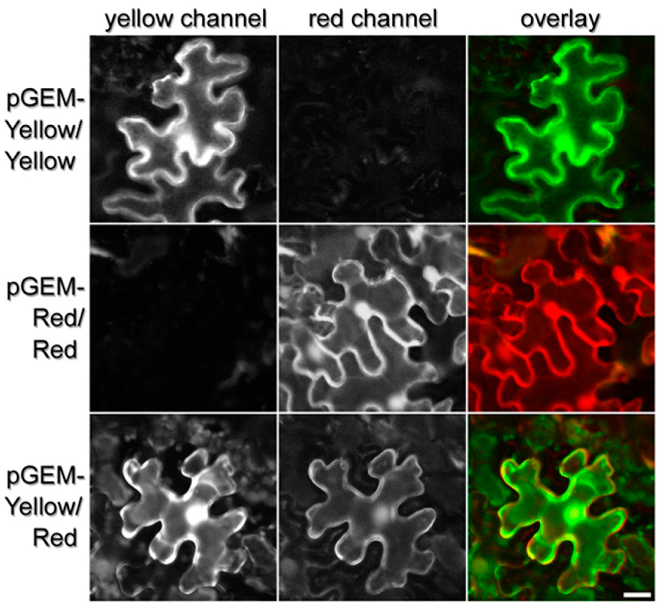 Plants 06 00055 g002