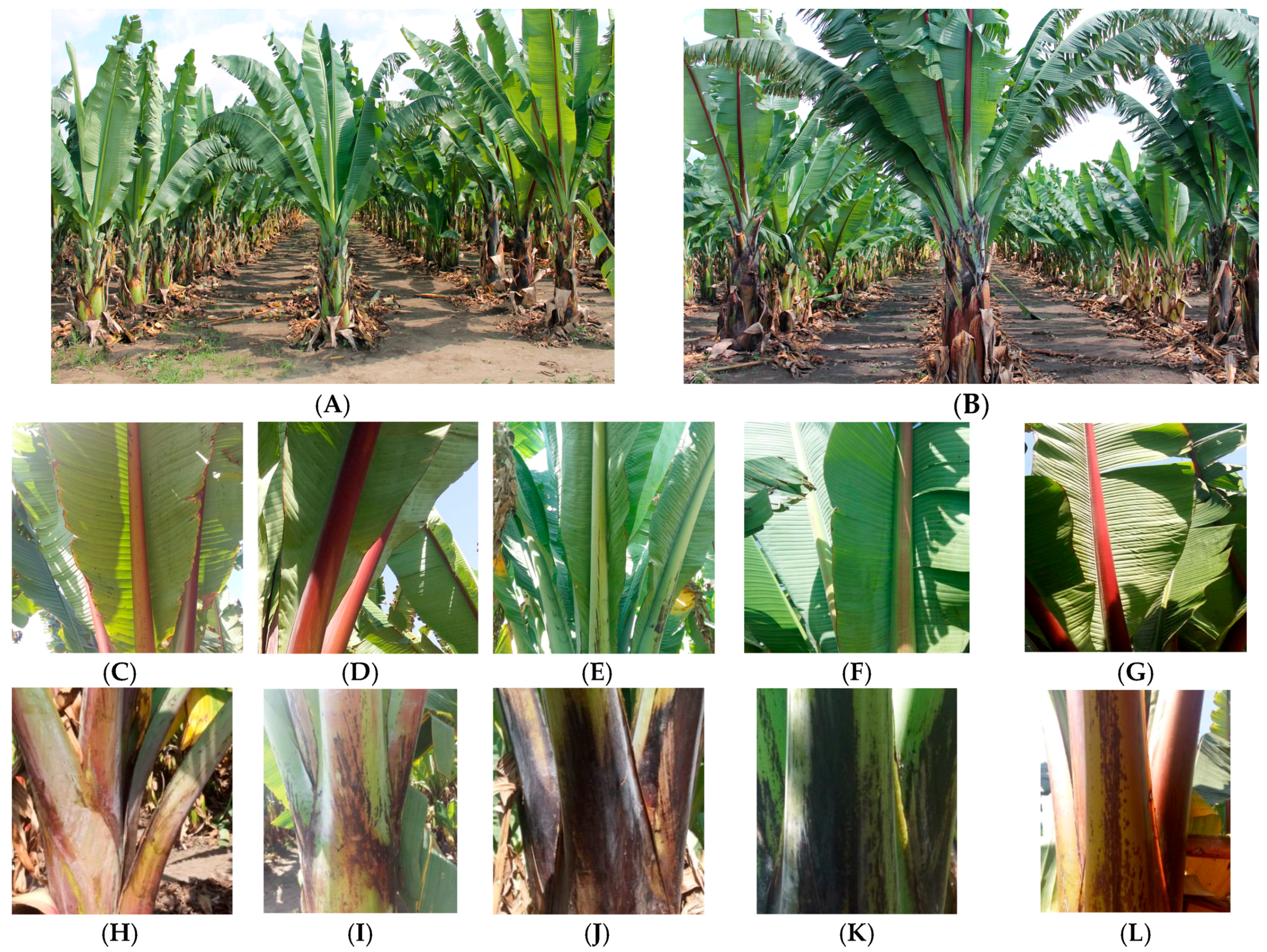 Plants 06 00056 g001 Plants 06 00056 g001