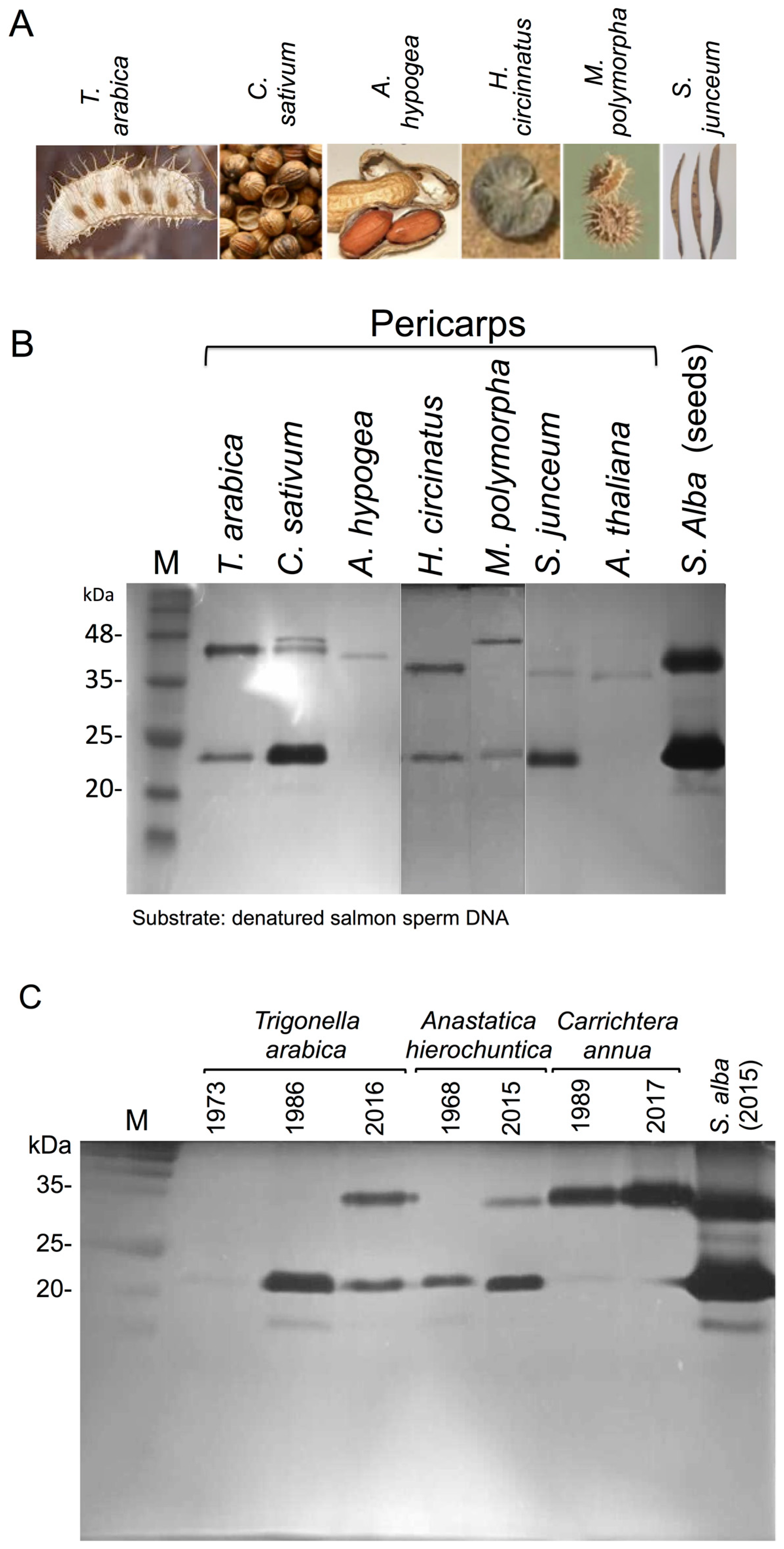 Plants 06 00064 g002