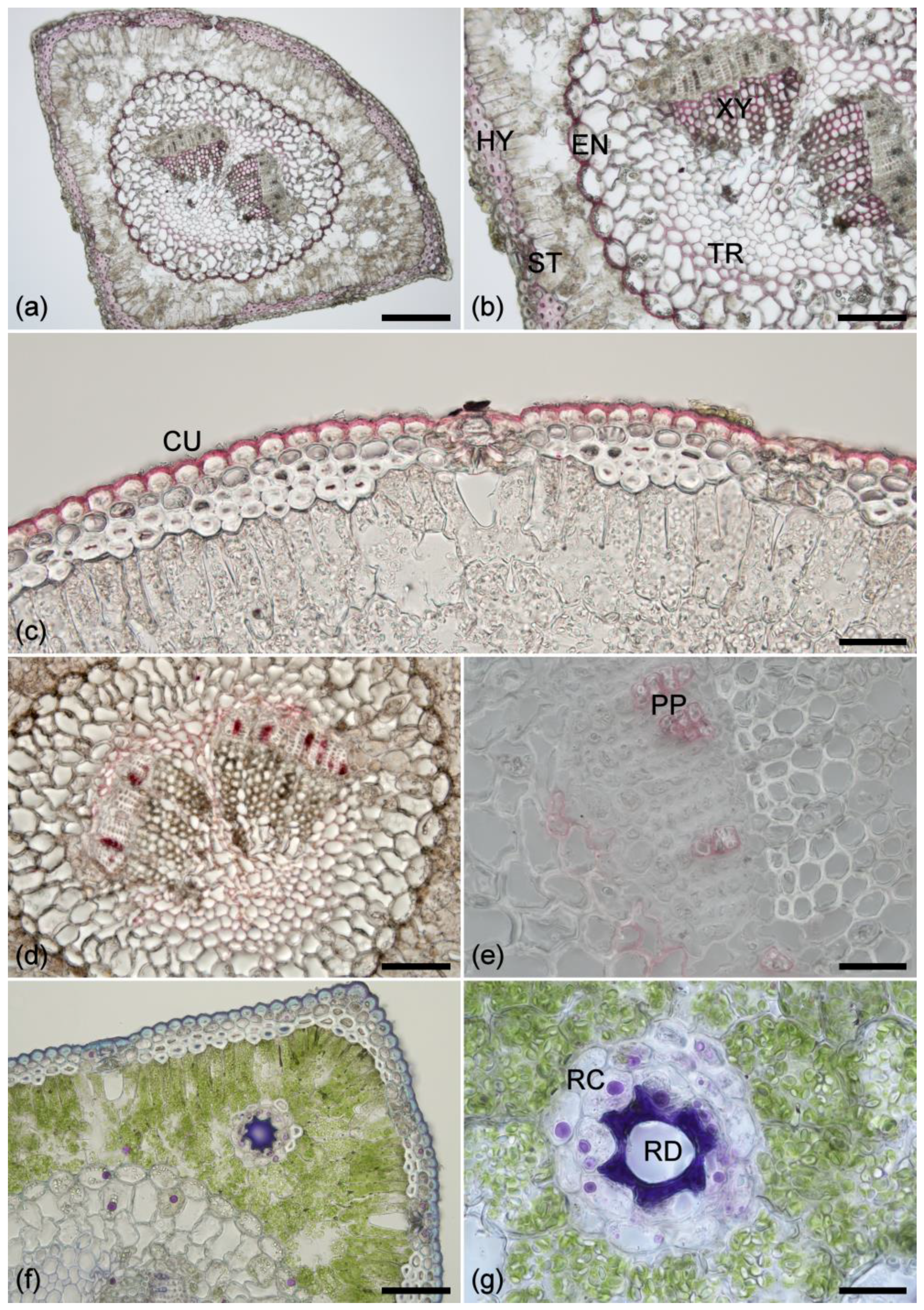 Plants 07 00010 g001