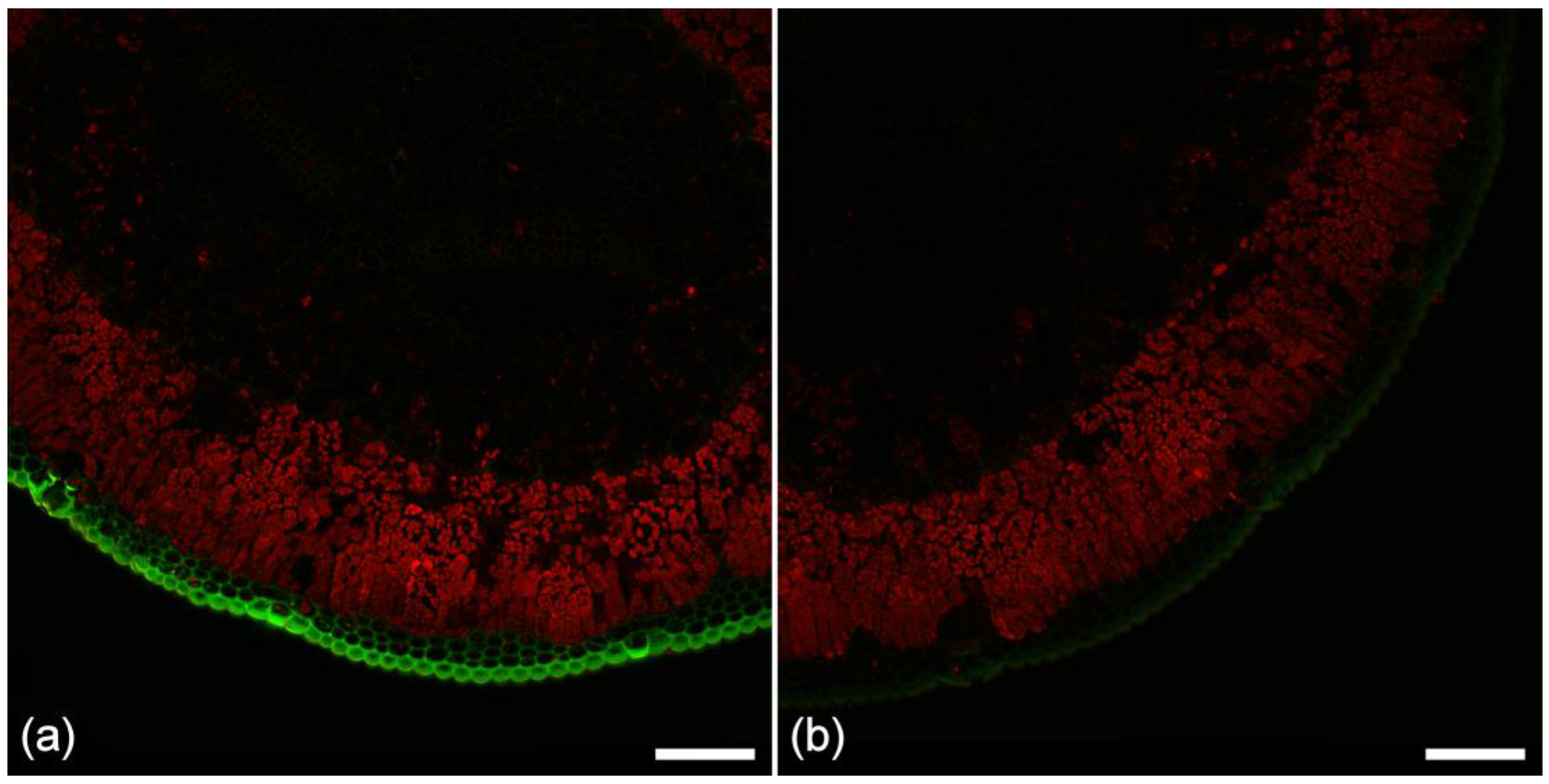 Plants 07 00010 g003