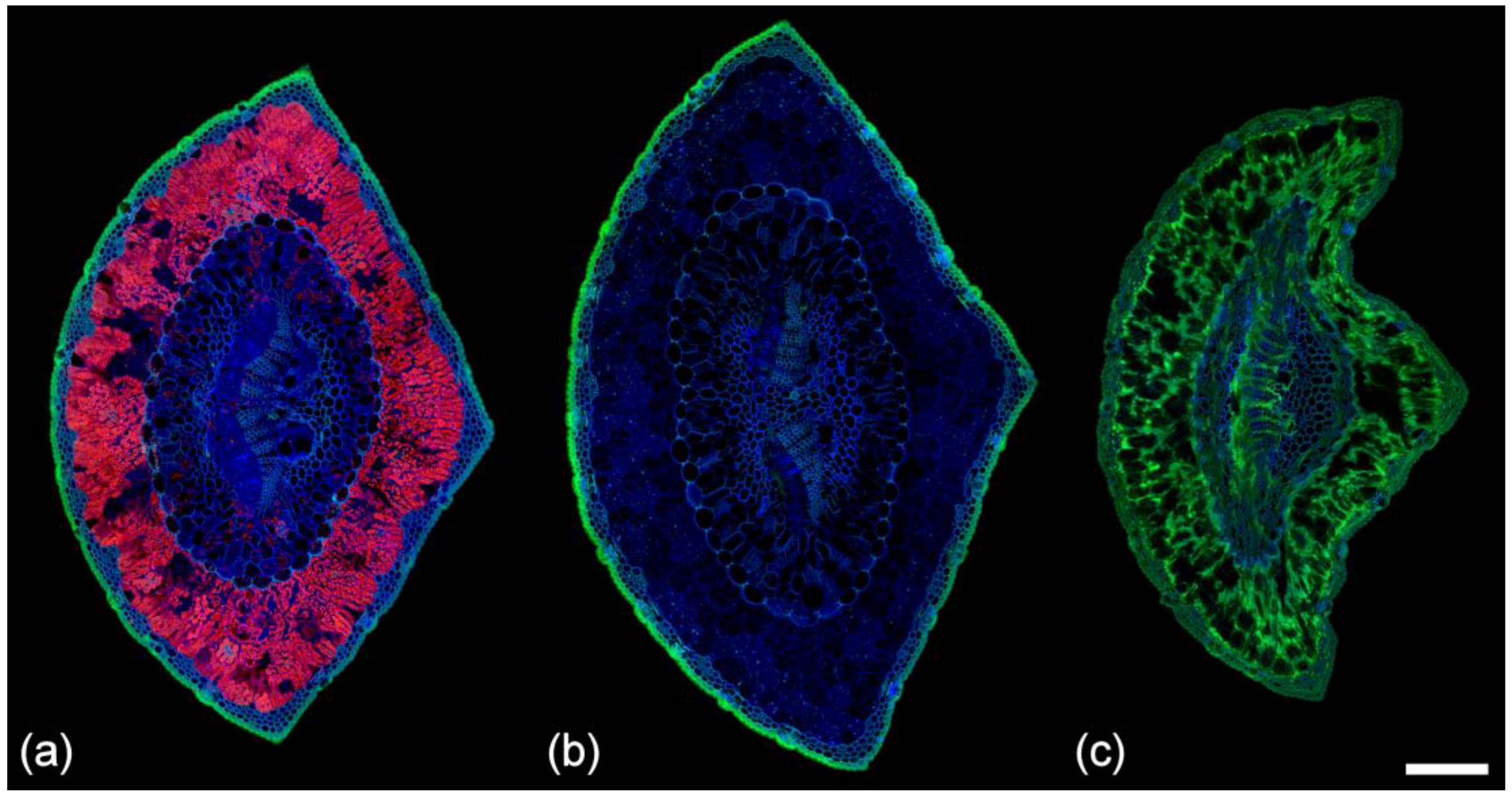 Plants 07 00010 g004