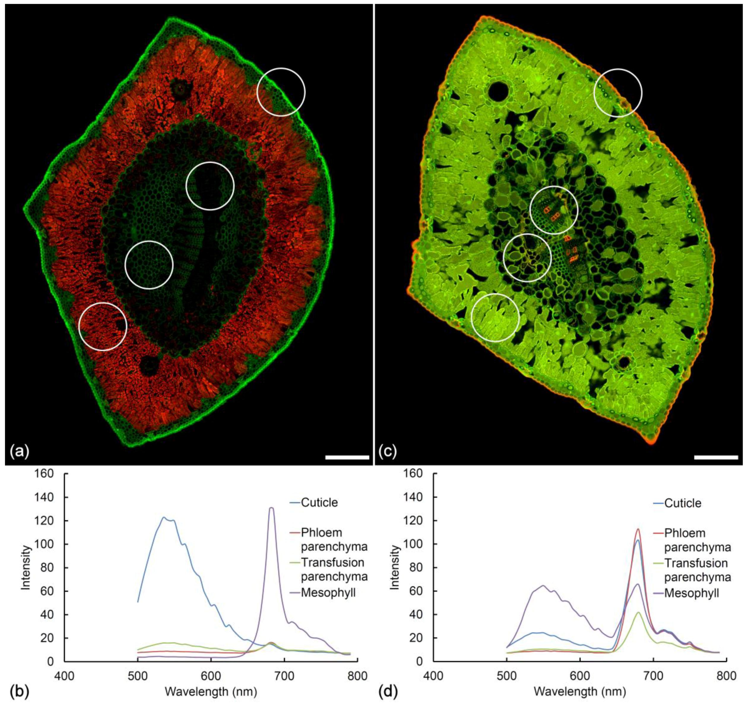 Plants 07 00010 g008