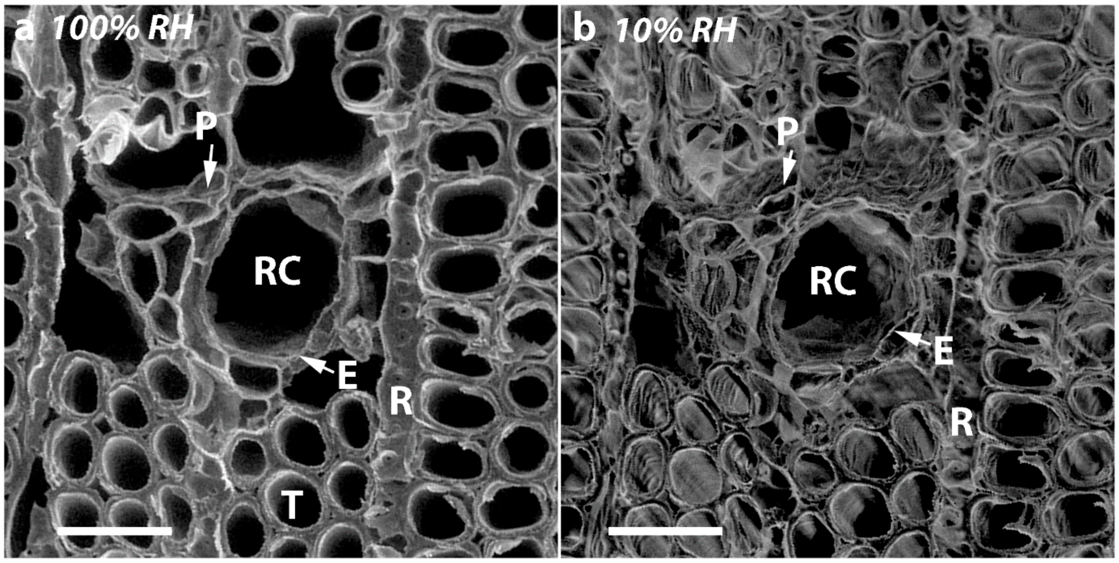 Plants 07 00014 g006