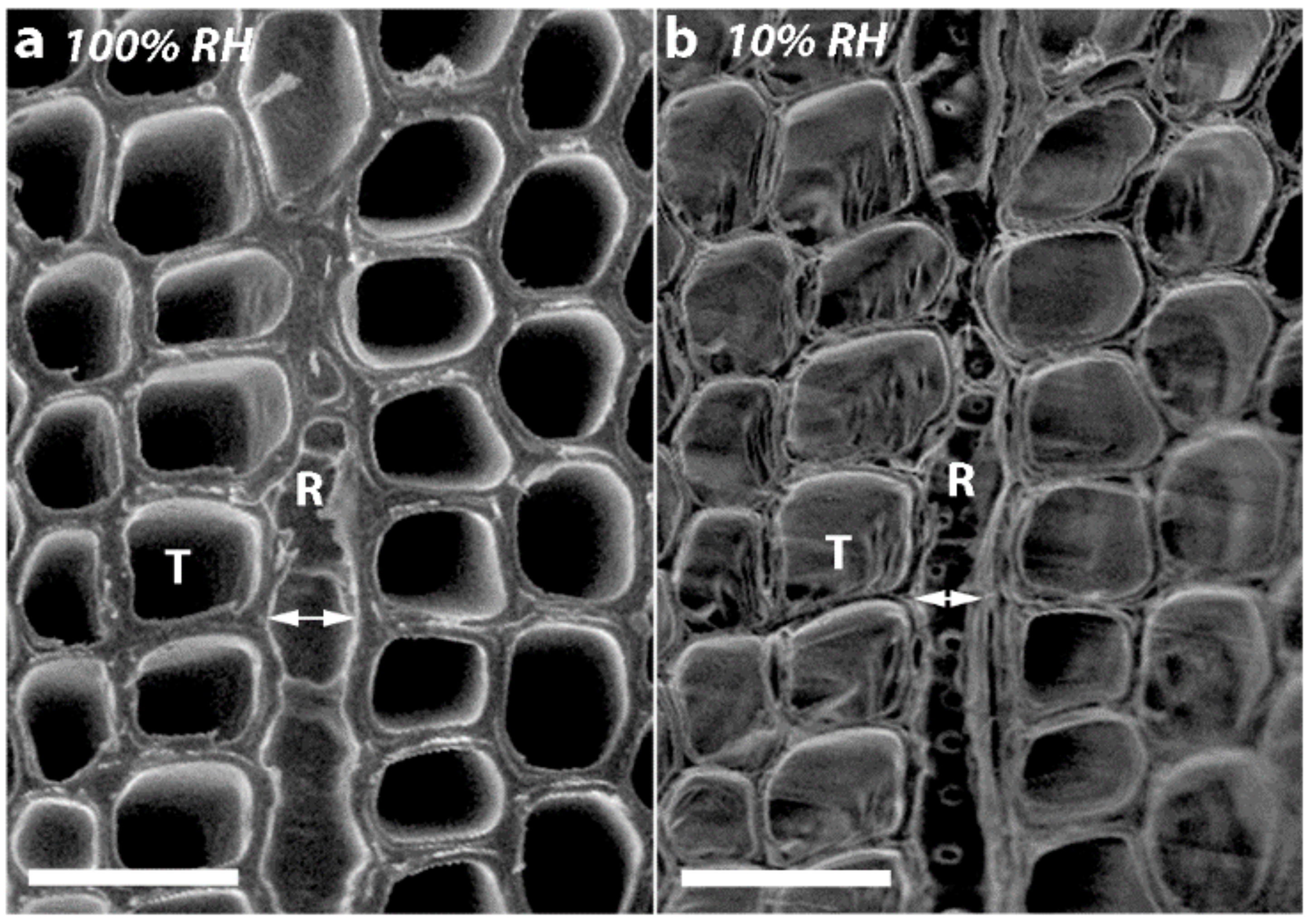 Plants 07 00014 g007