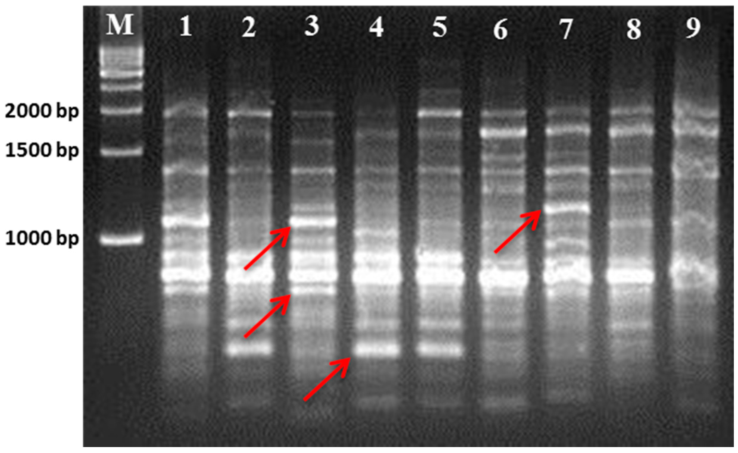 Plants 07 00021 g001