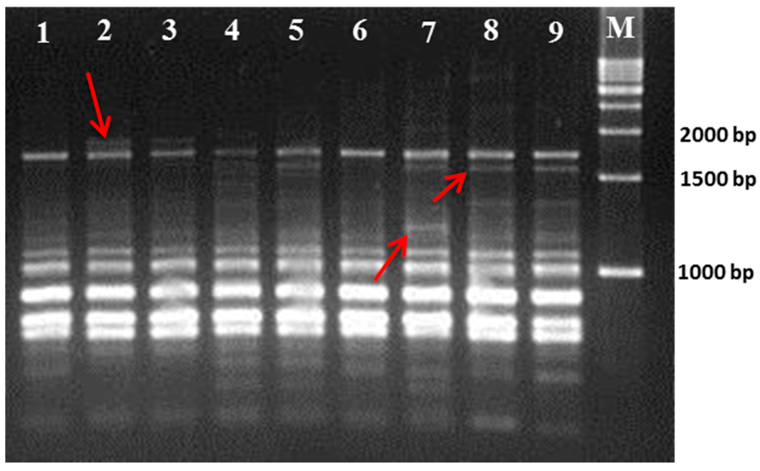 Plants 07 00021 g002