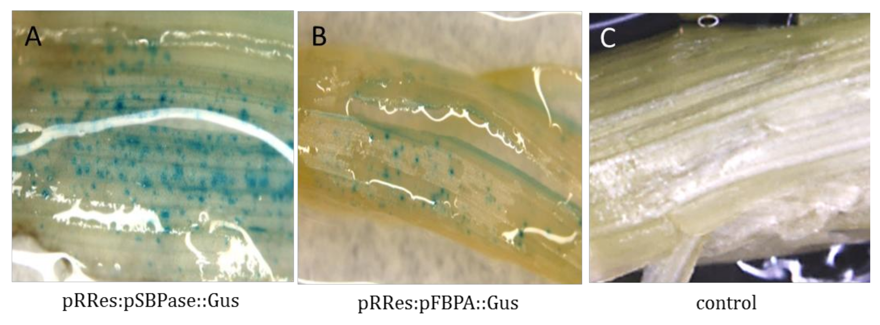 Plants 07 00027 g003