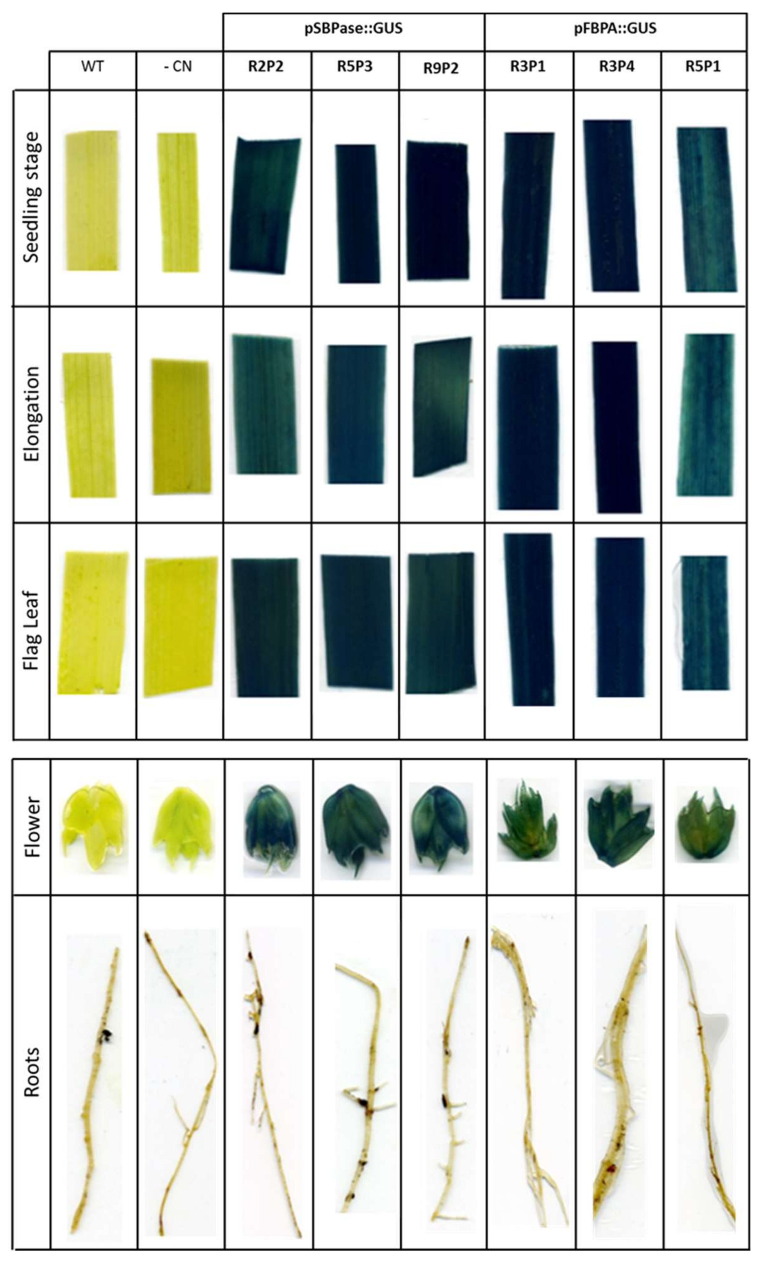 Plants 07 00027 g005