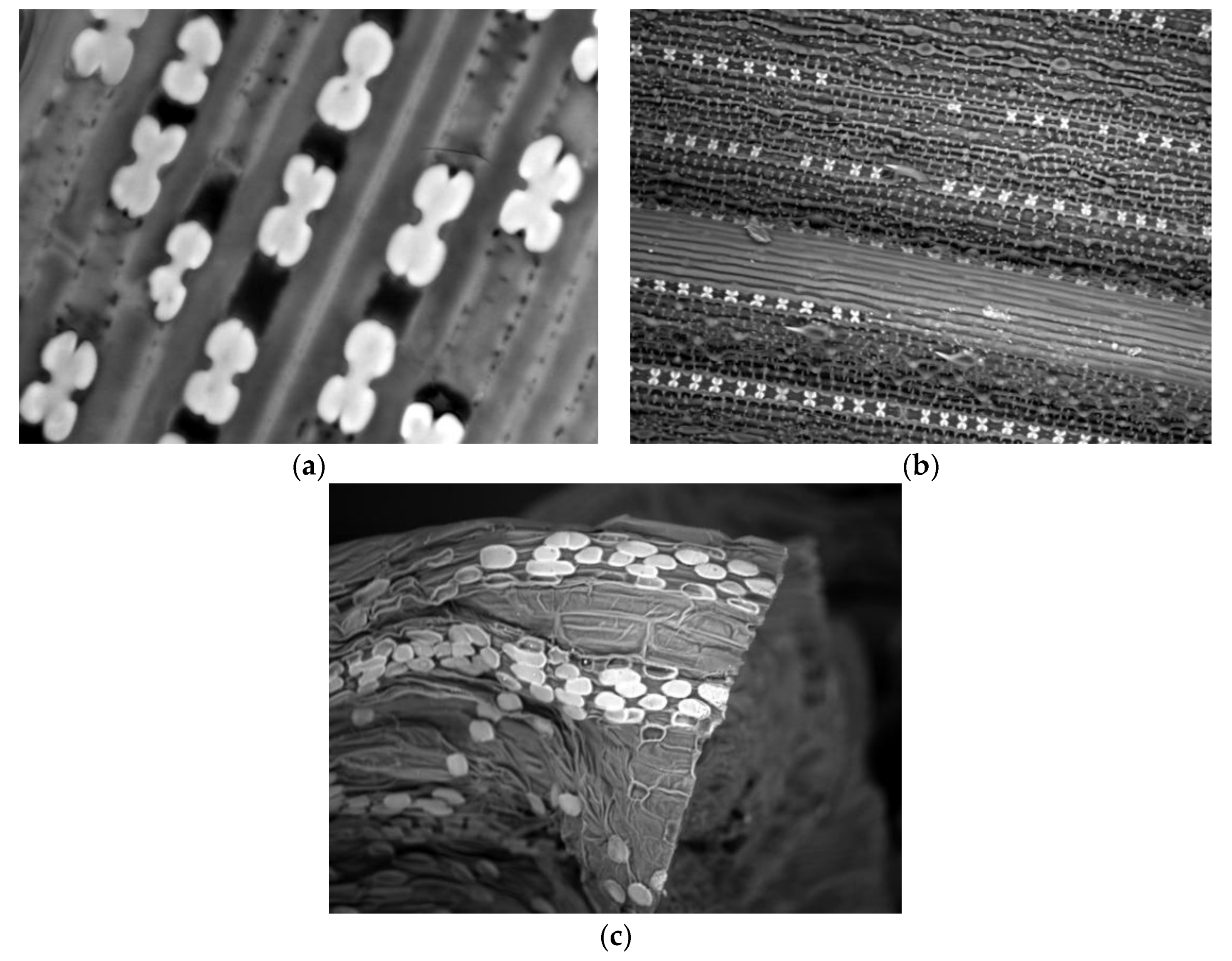 Plants 07 00033 g002 Plants 07 00033 g002