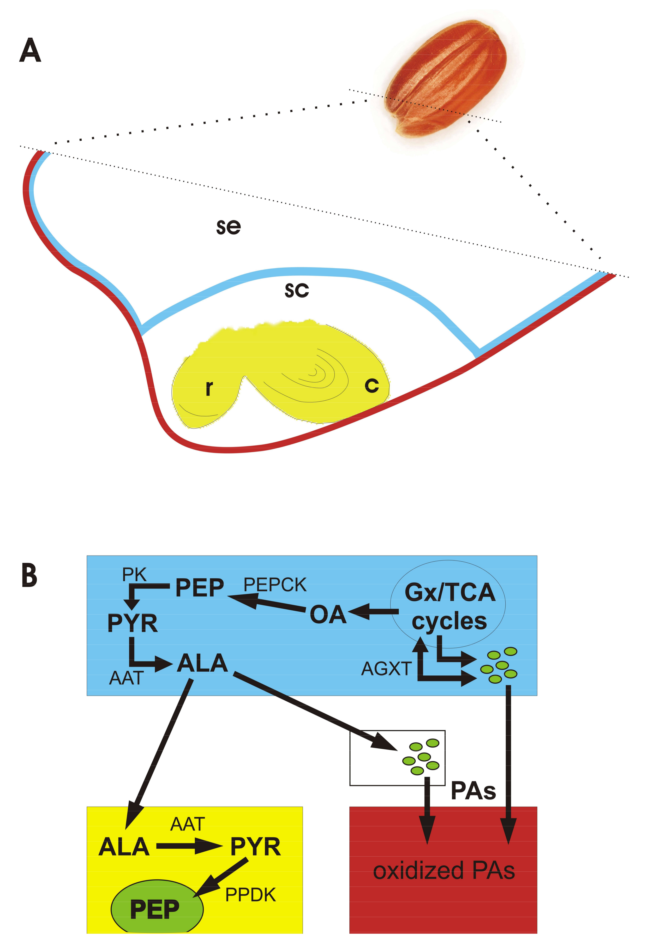 Plants 07 00035 g003