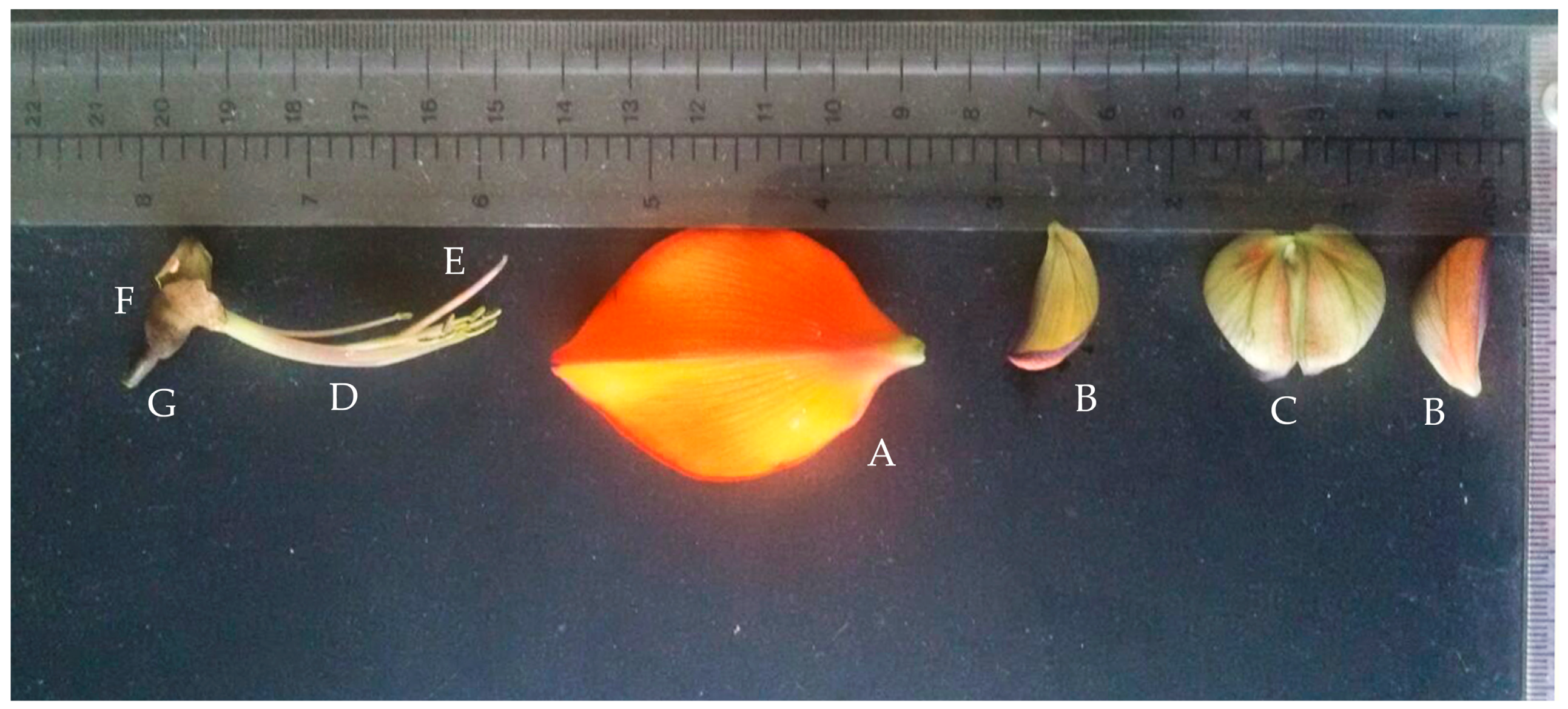 Plants 07 00043 g002