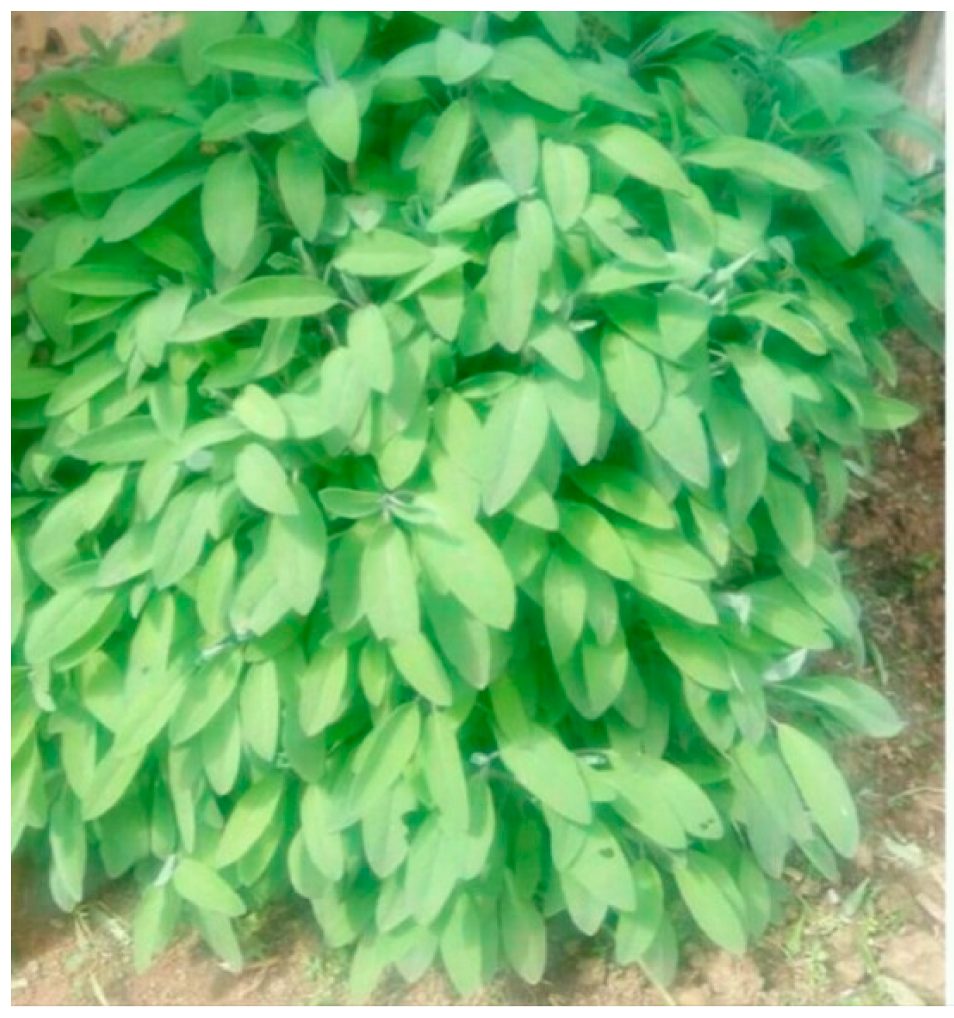 Plants 07 00044 g006