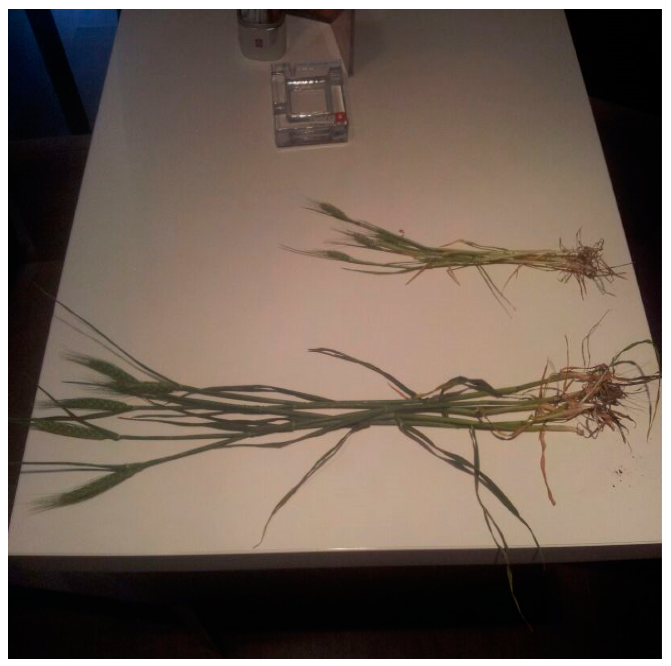 Plants 07 00045 g001 Plants 07 00045 g001