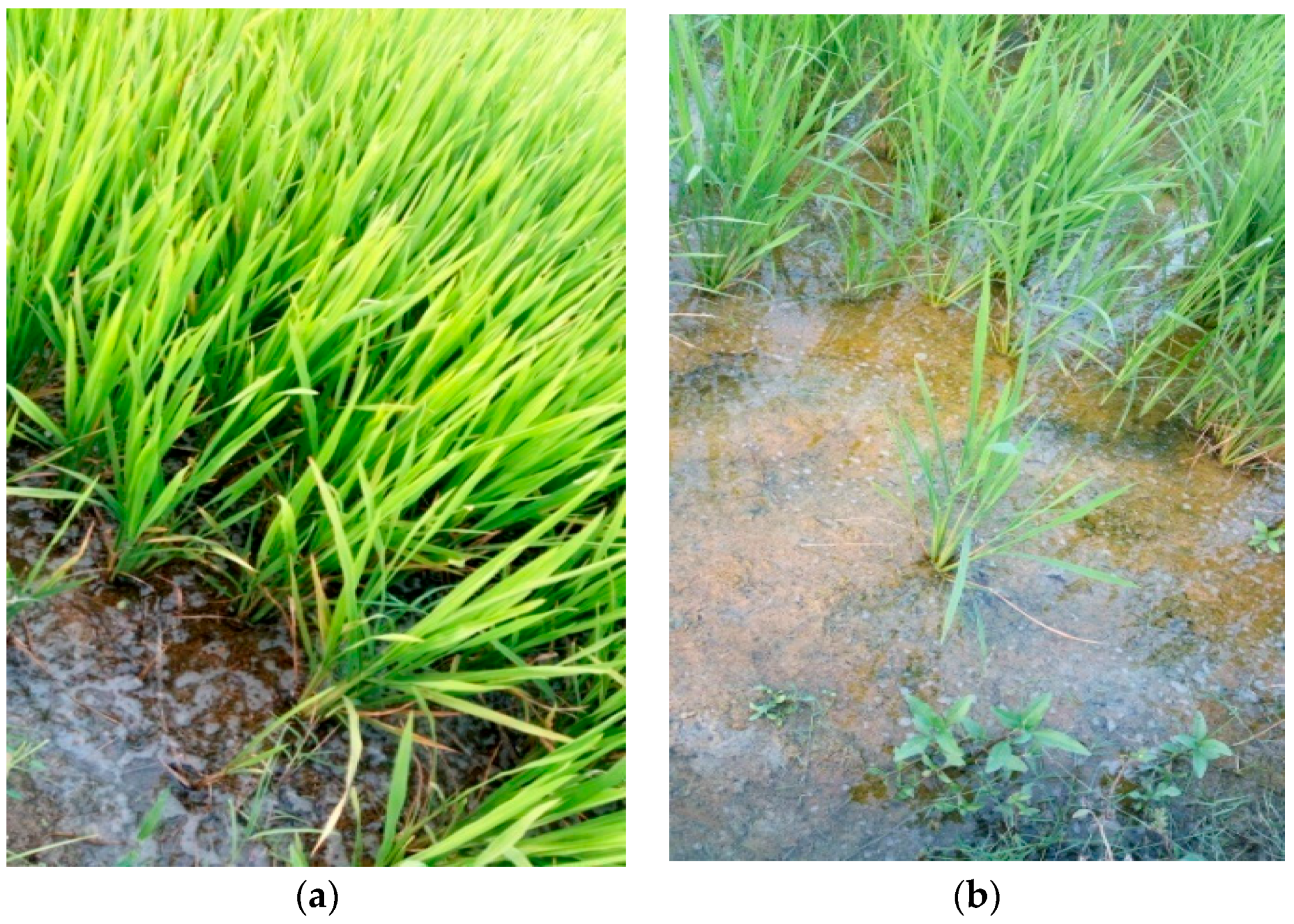 Plants 07 00045 g002 Plants 07 00045 g002