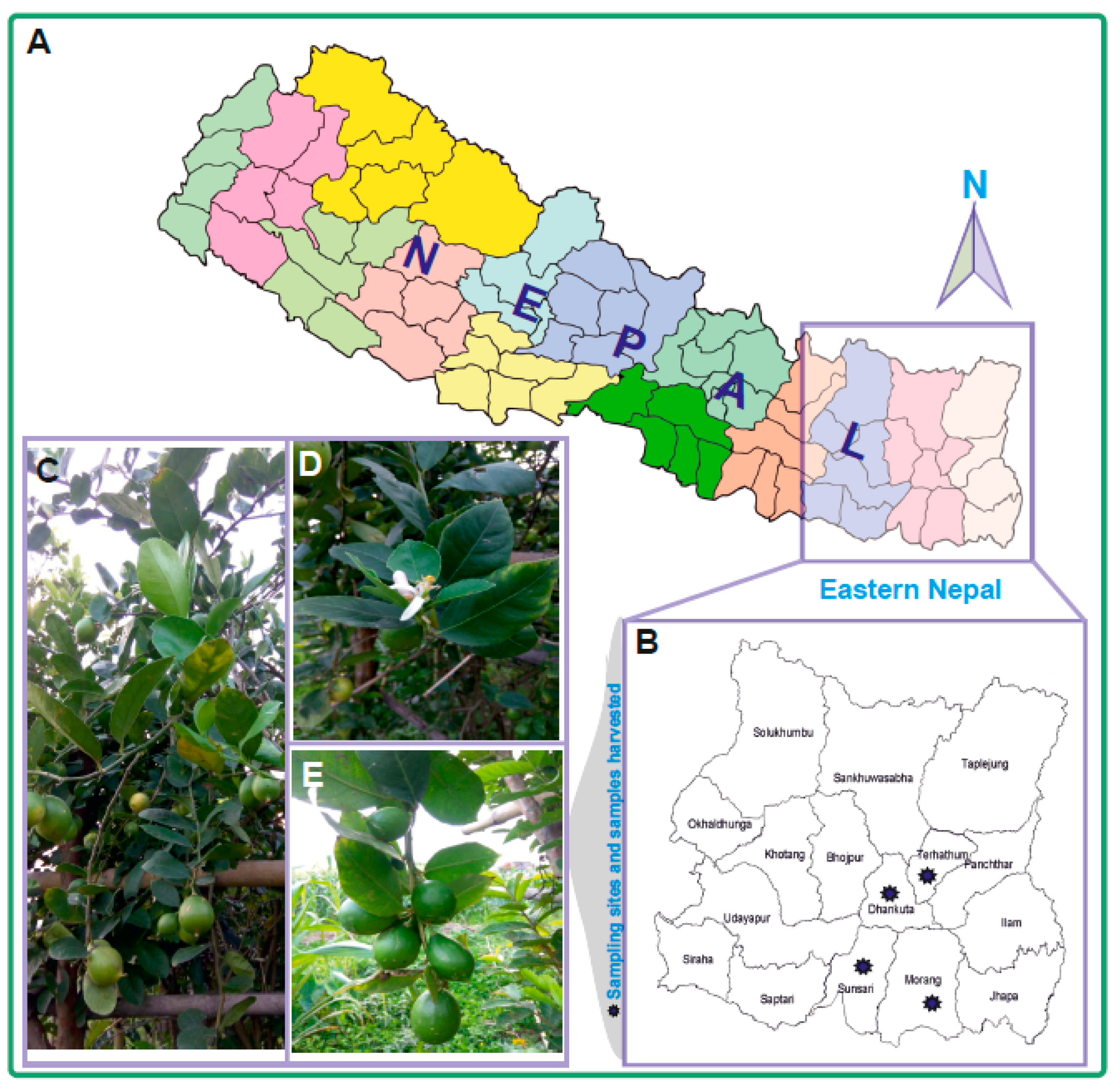 Plants 07 00046 g001