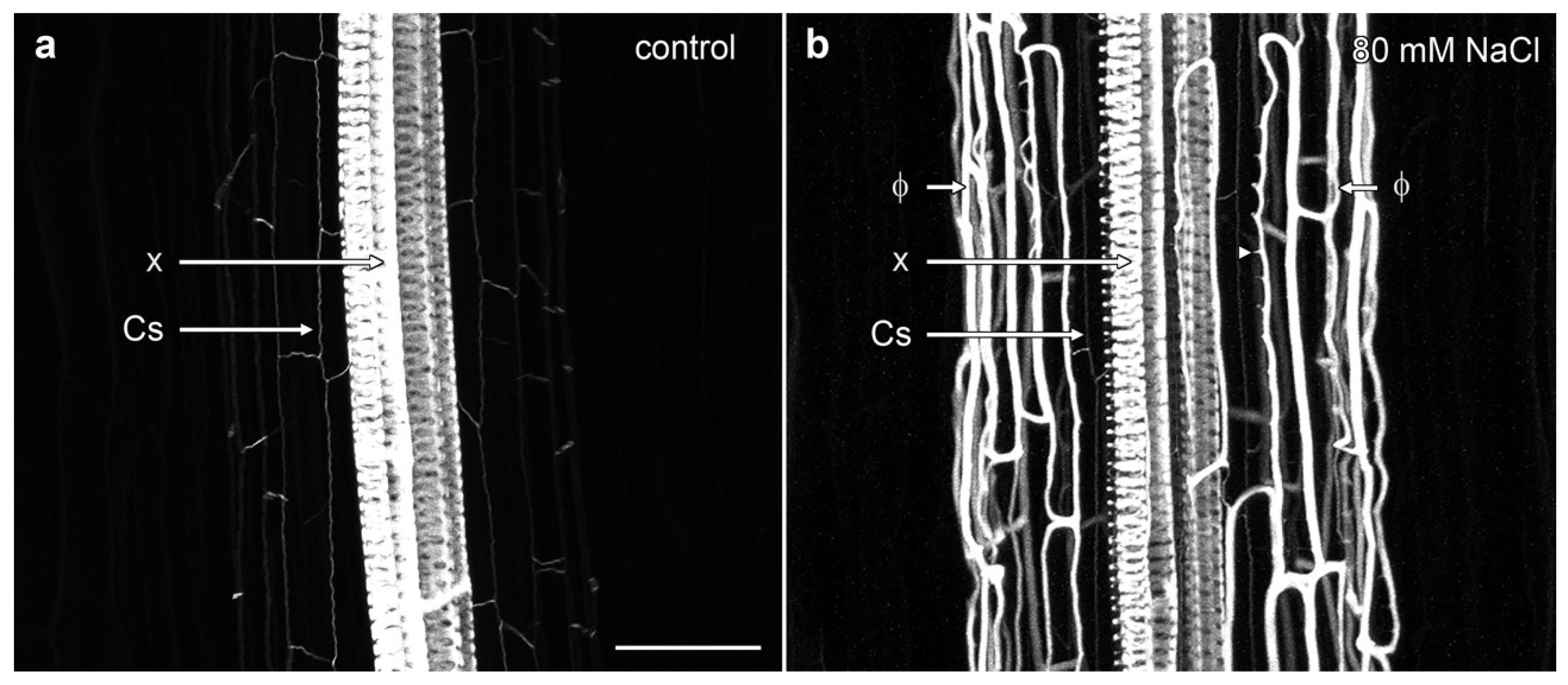 Plants 07 00047 g002