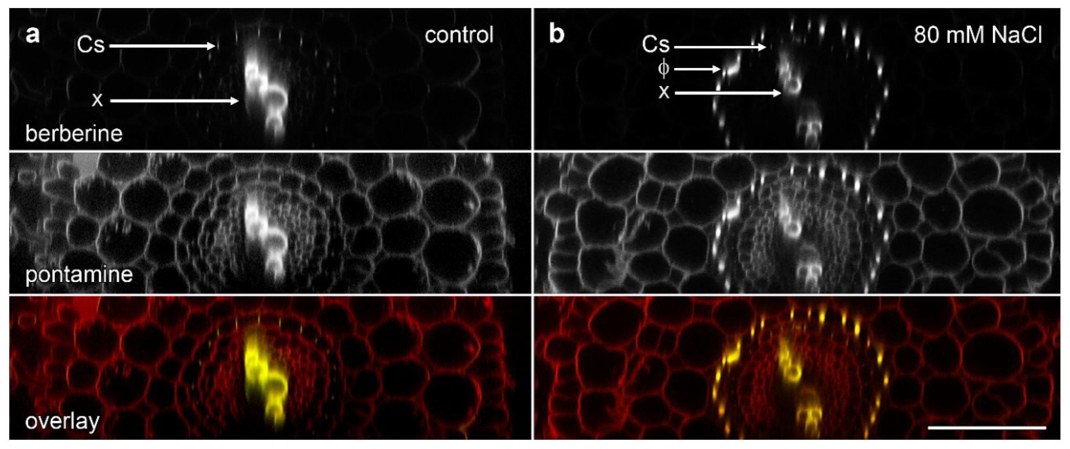 Plants 07 00047 g003