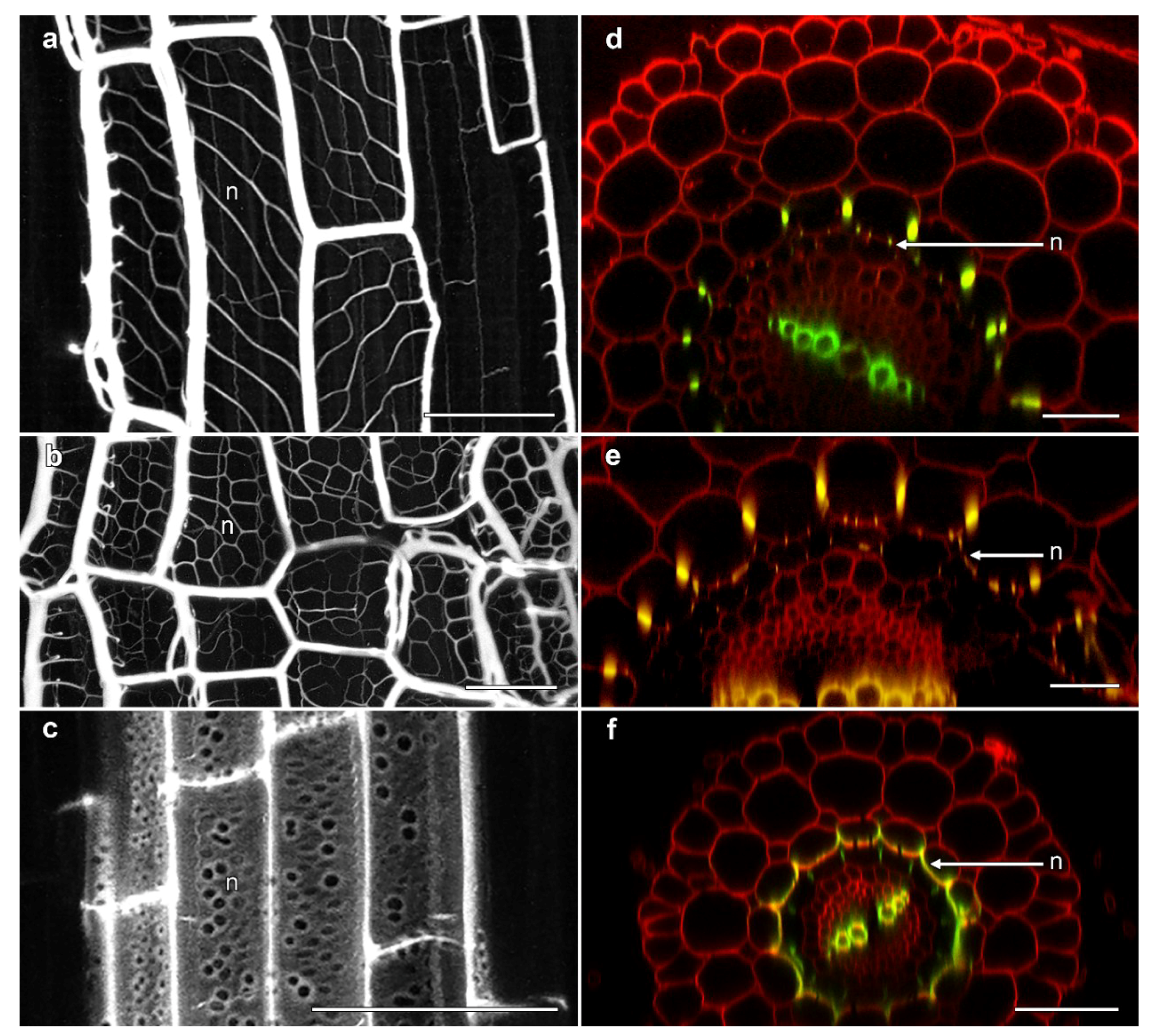 Plants 07 00047 g004