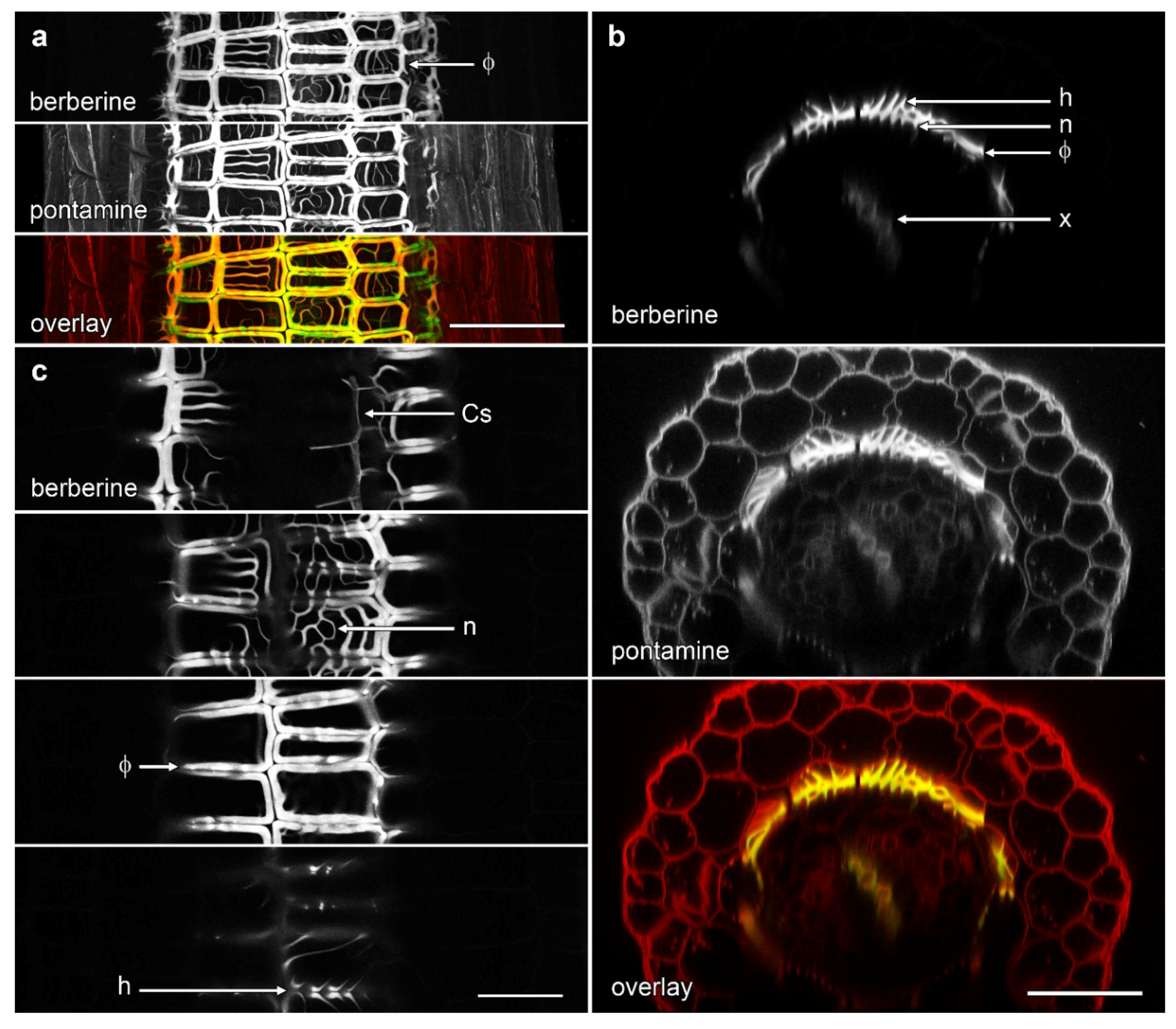 Plants 07 00047 g005