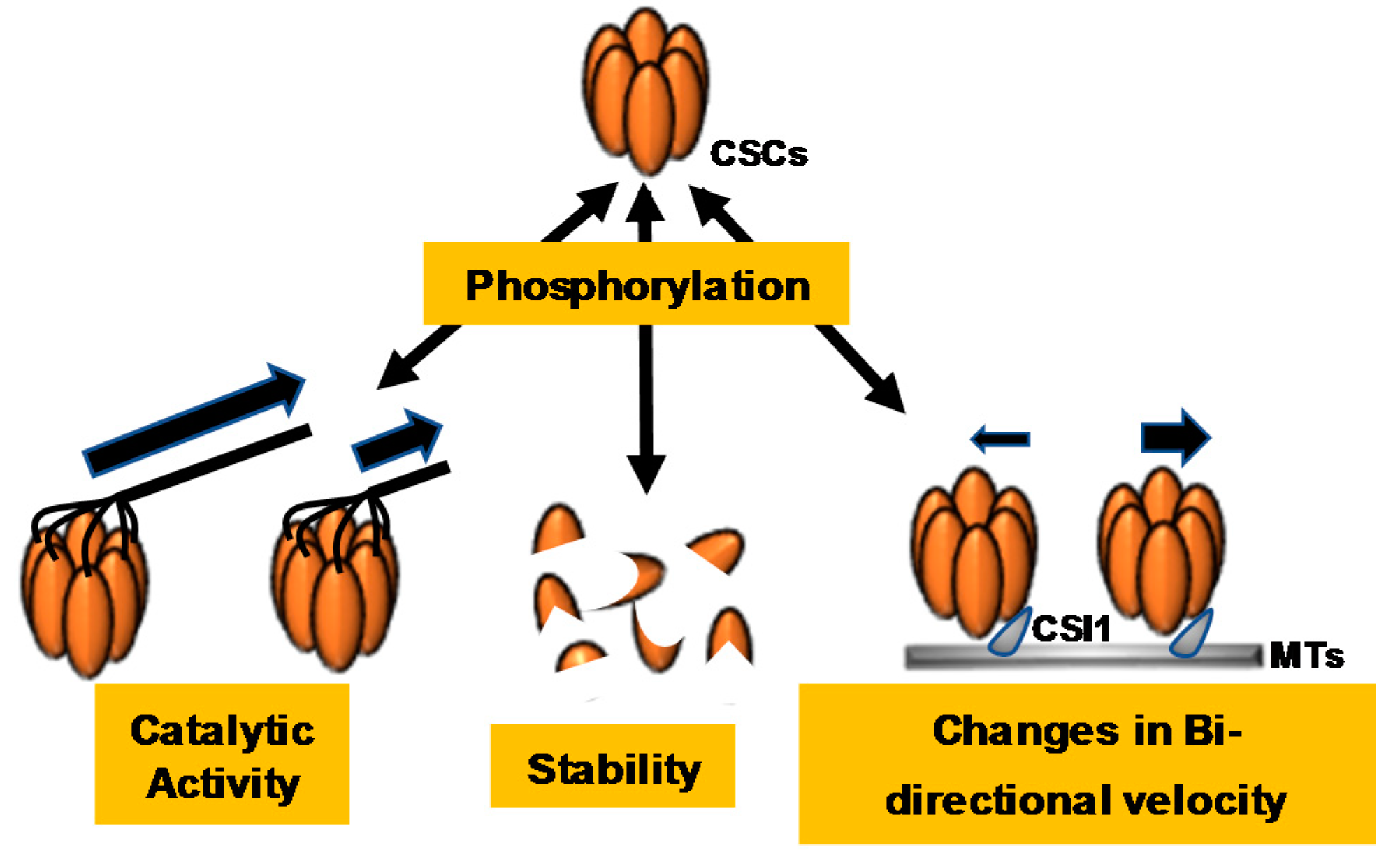 Plants 07 00052 g003
