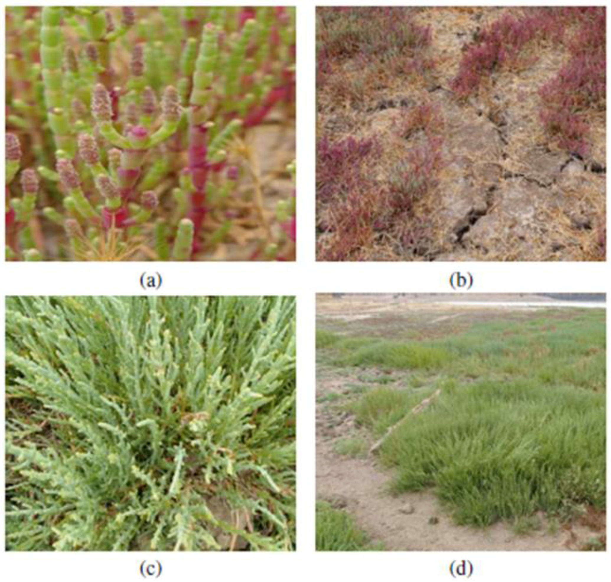 Plants 07 00066 g002