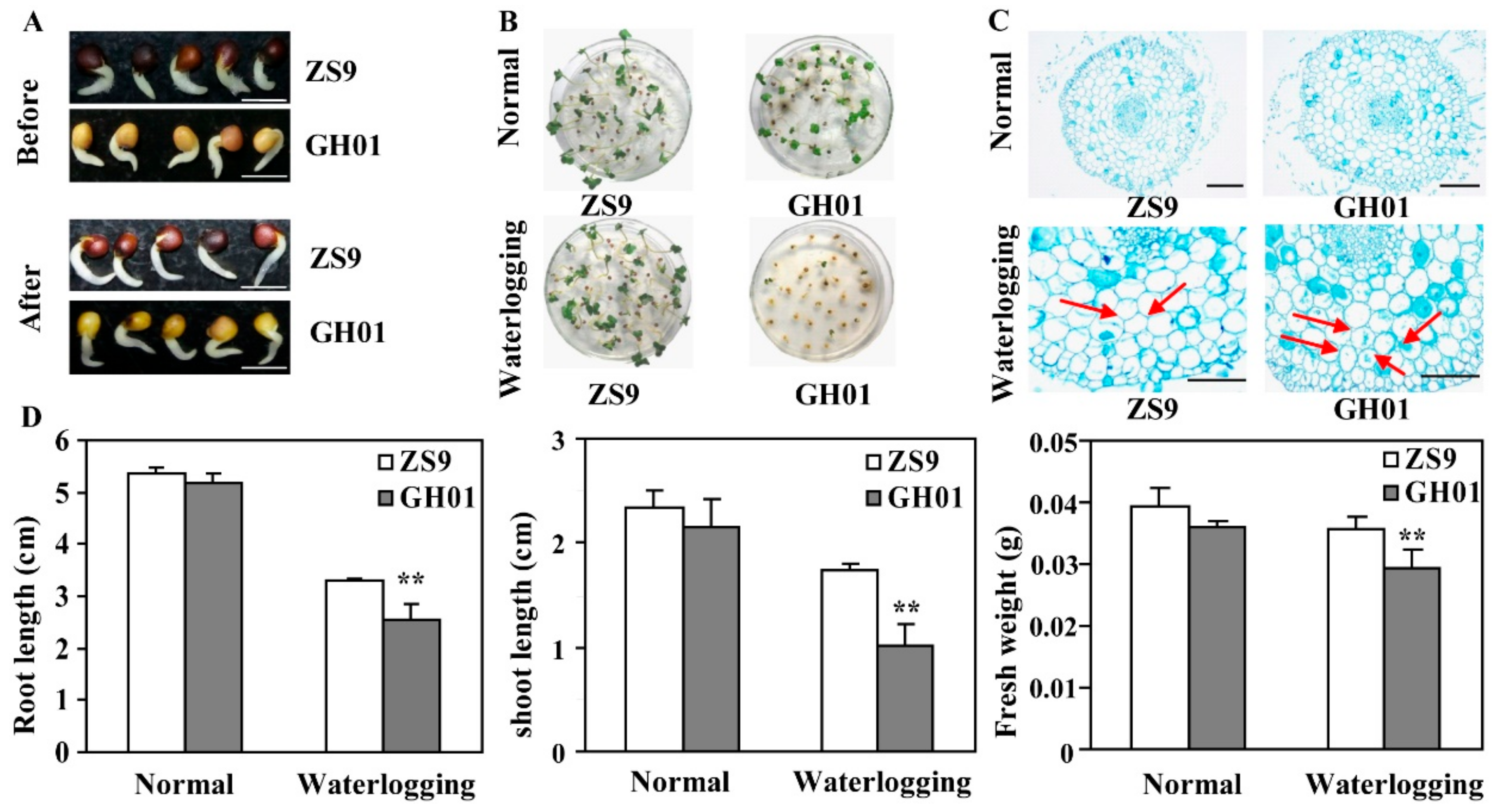 Plants 07 00071 g001