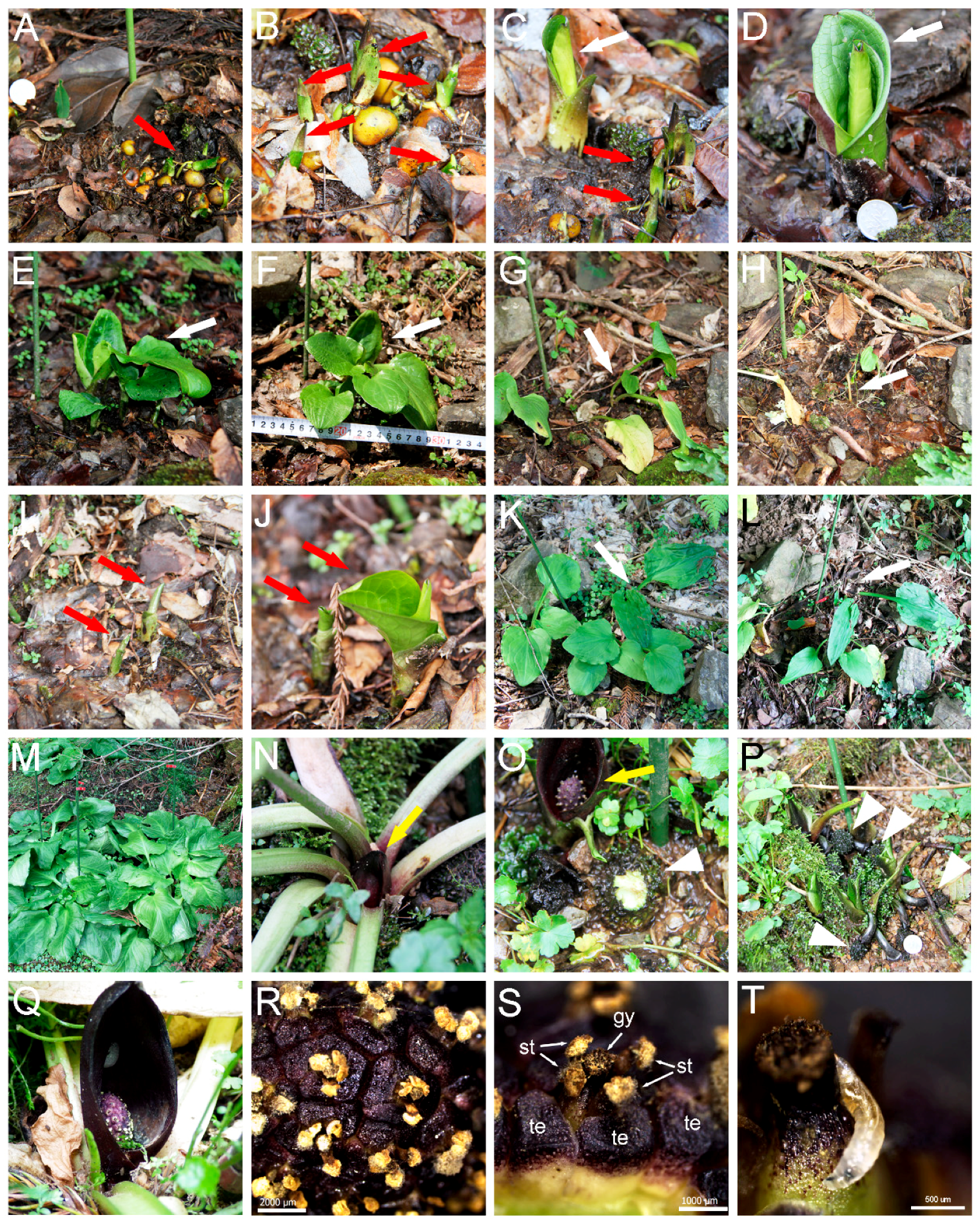 Plants 07 00073 g001