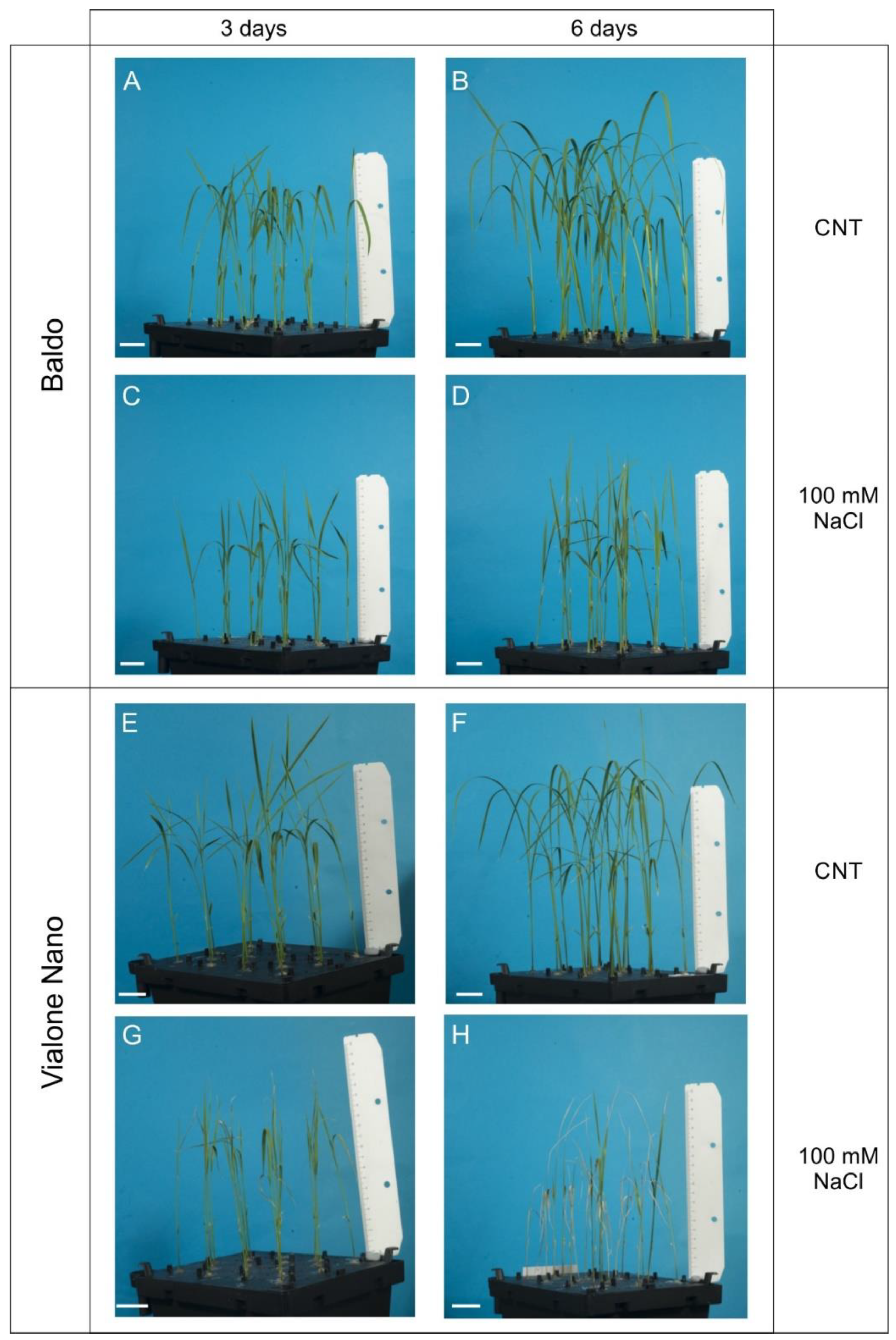 Plants 07 00075 g001
