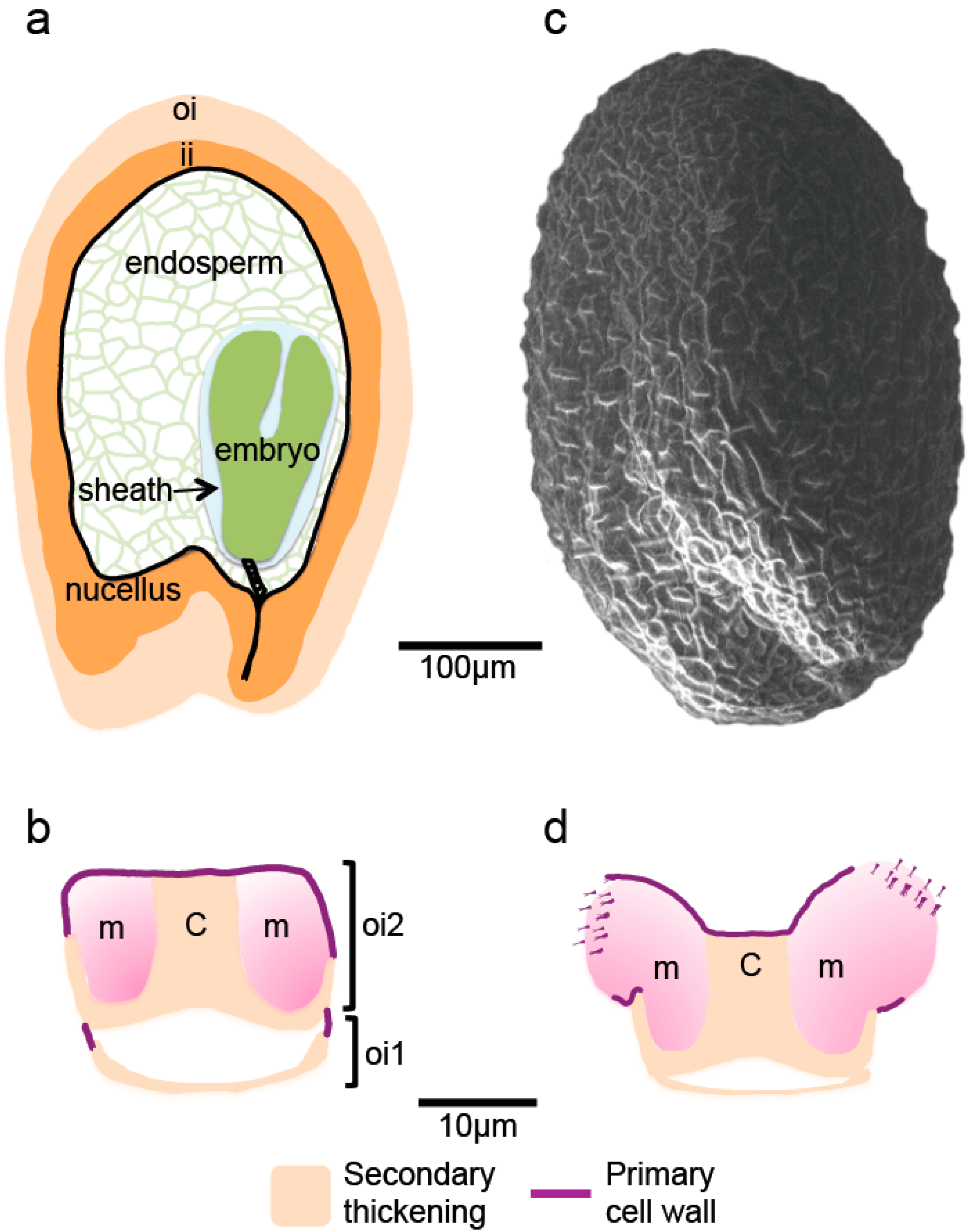 Plants 07 00081 g001