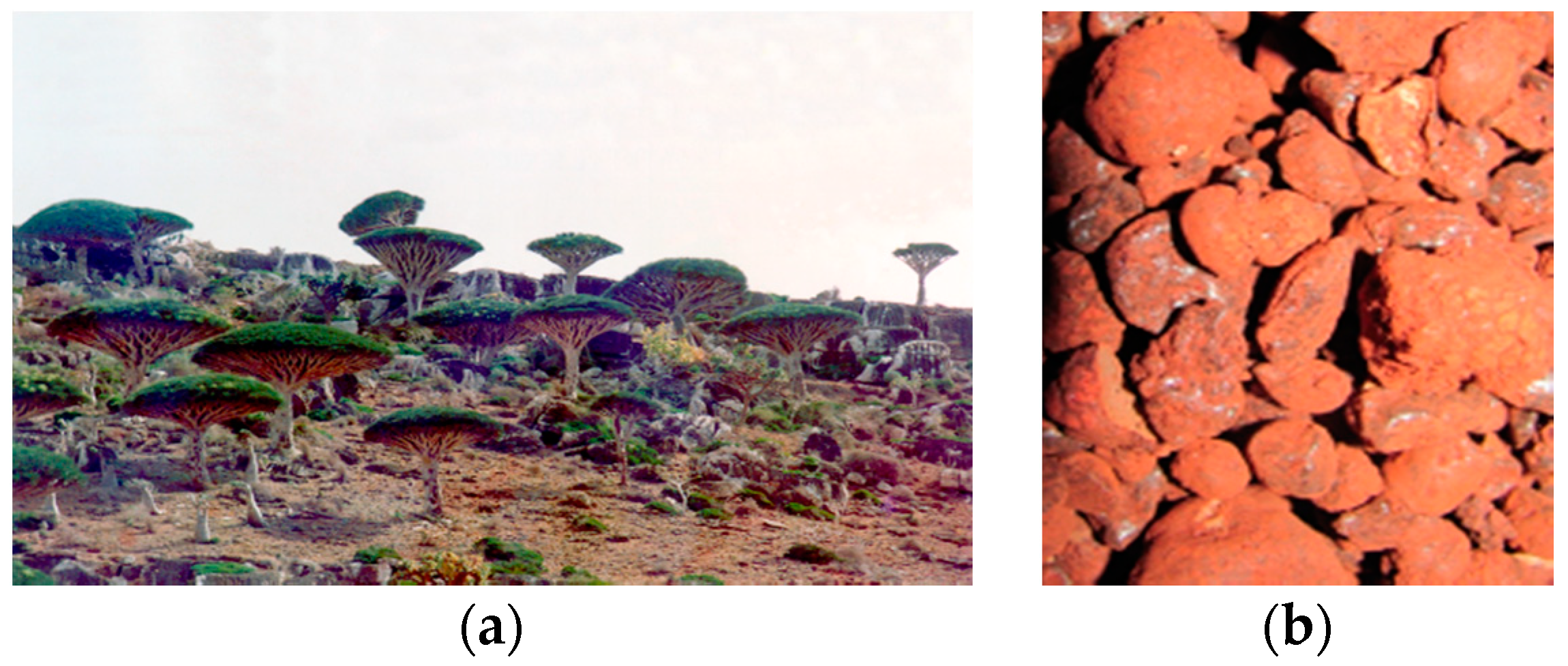 Plants 07 00091 g001