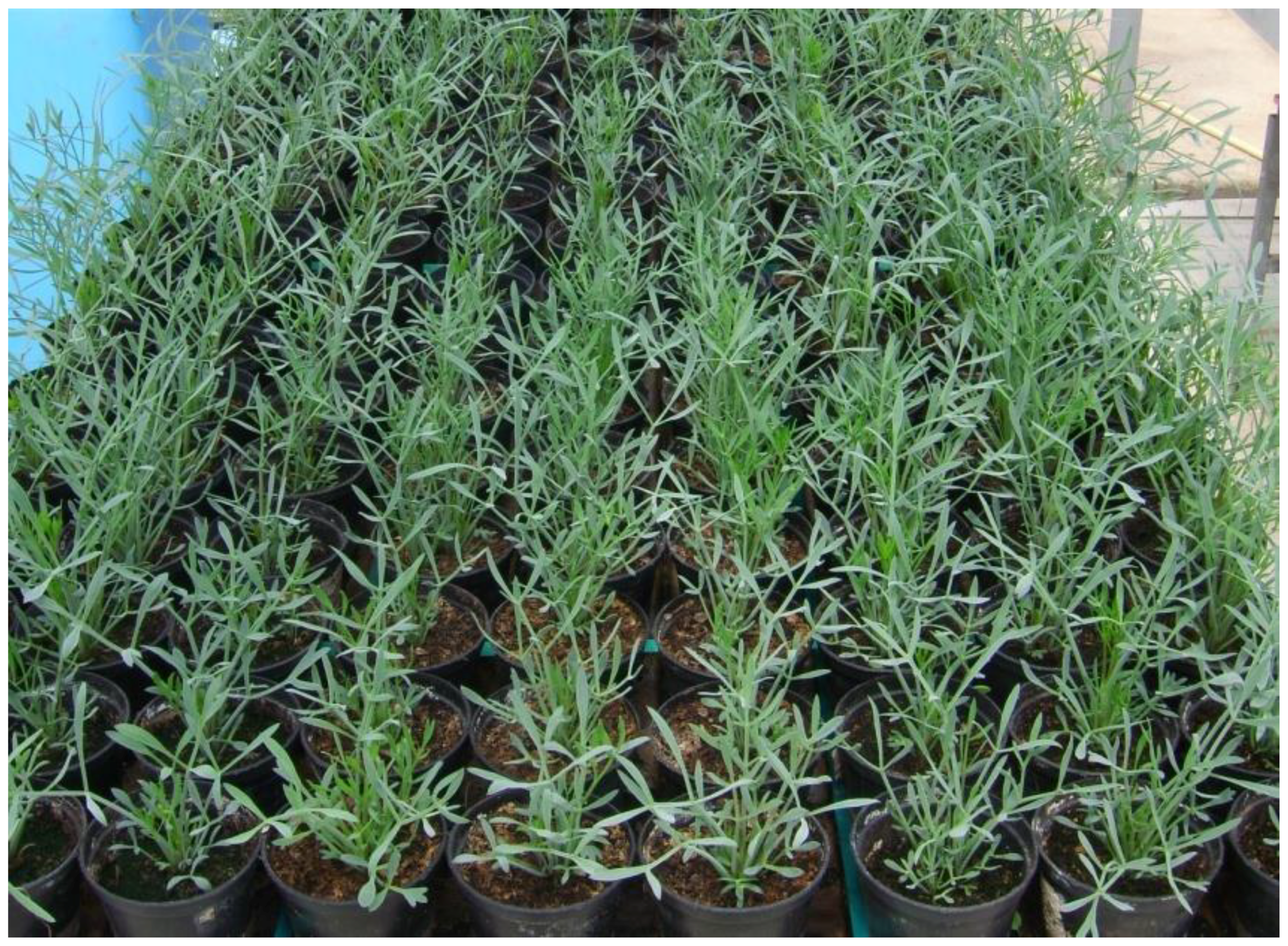 Plants 07 00092 g006