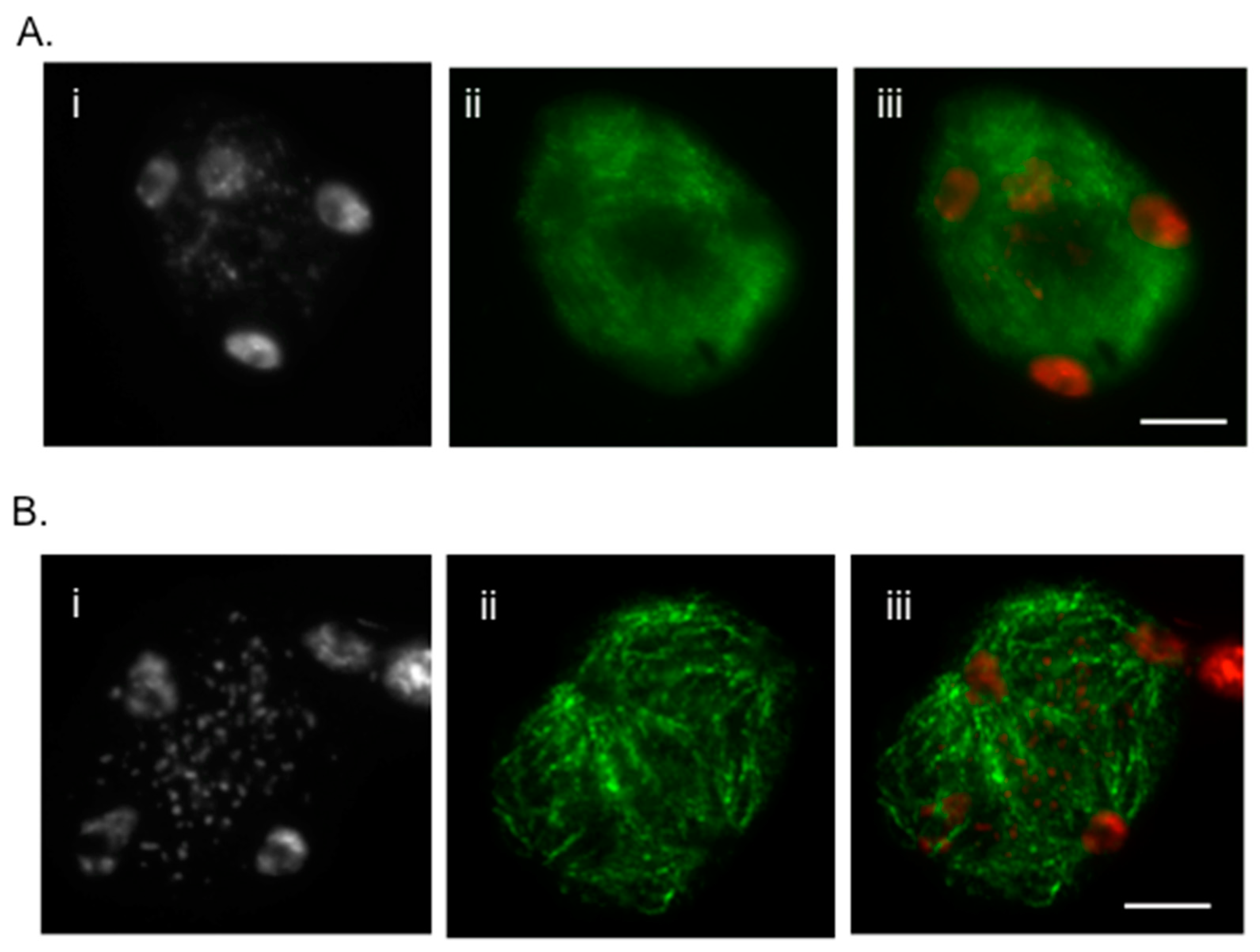 Plants 07 00093 g001