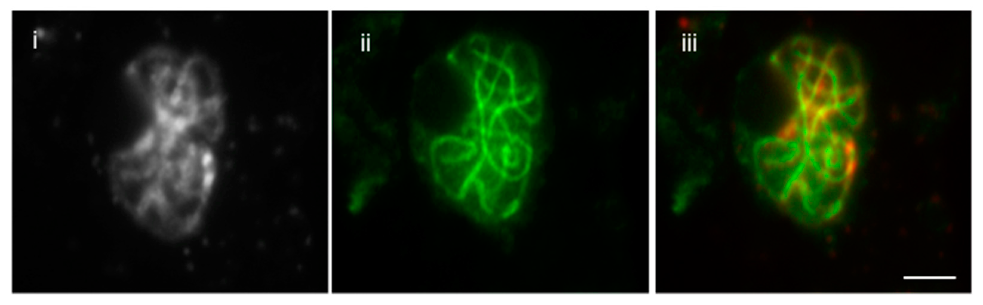 Plants 07 00093 g002