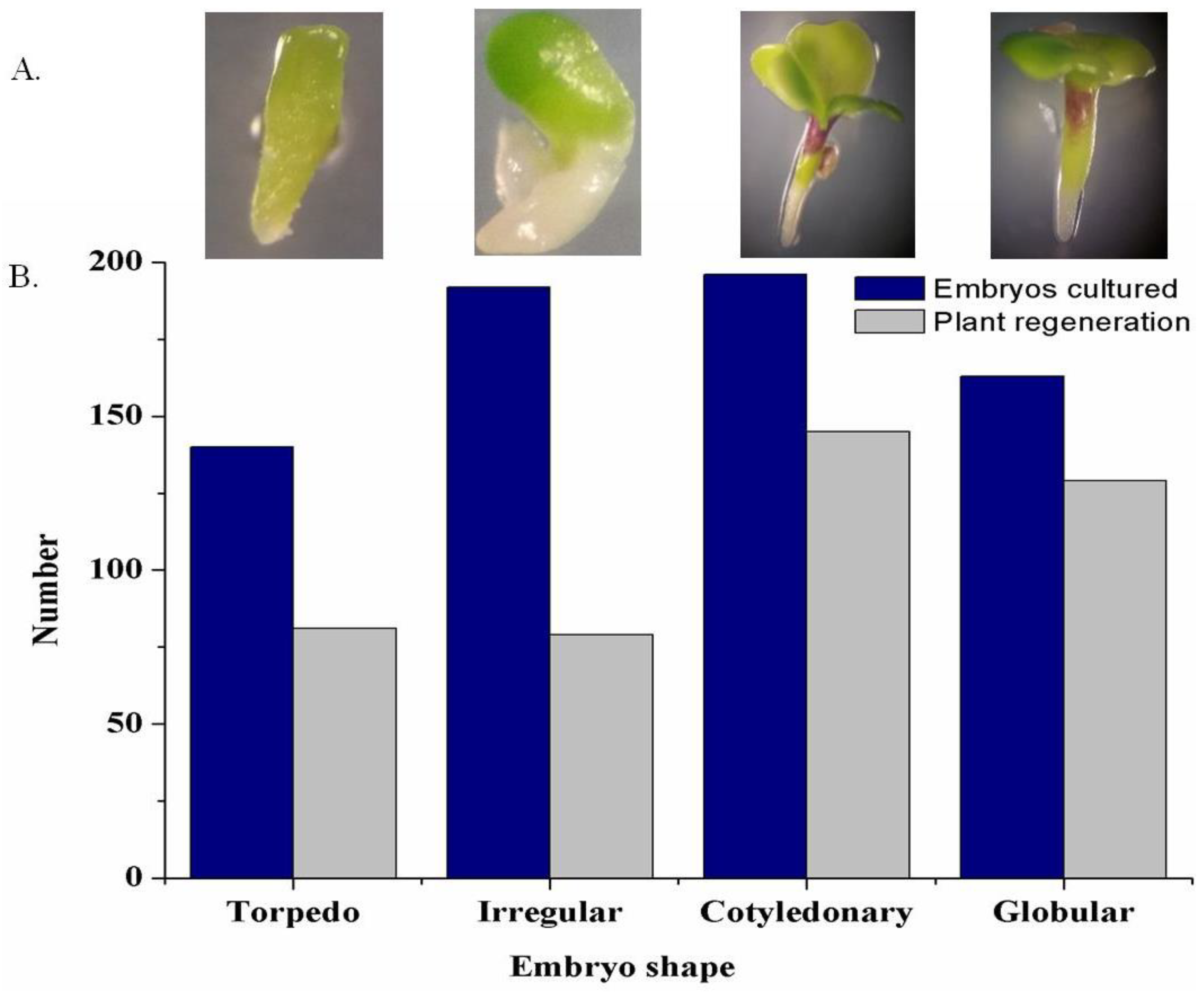 Plants 07 00099 g004