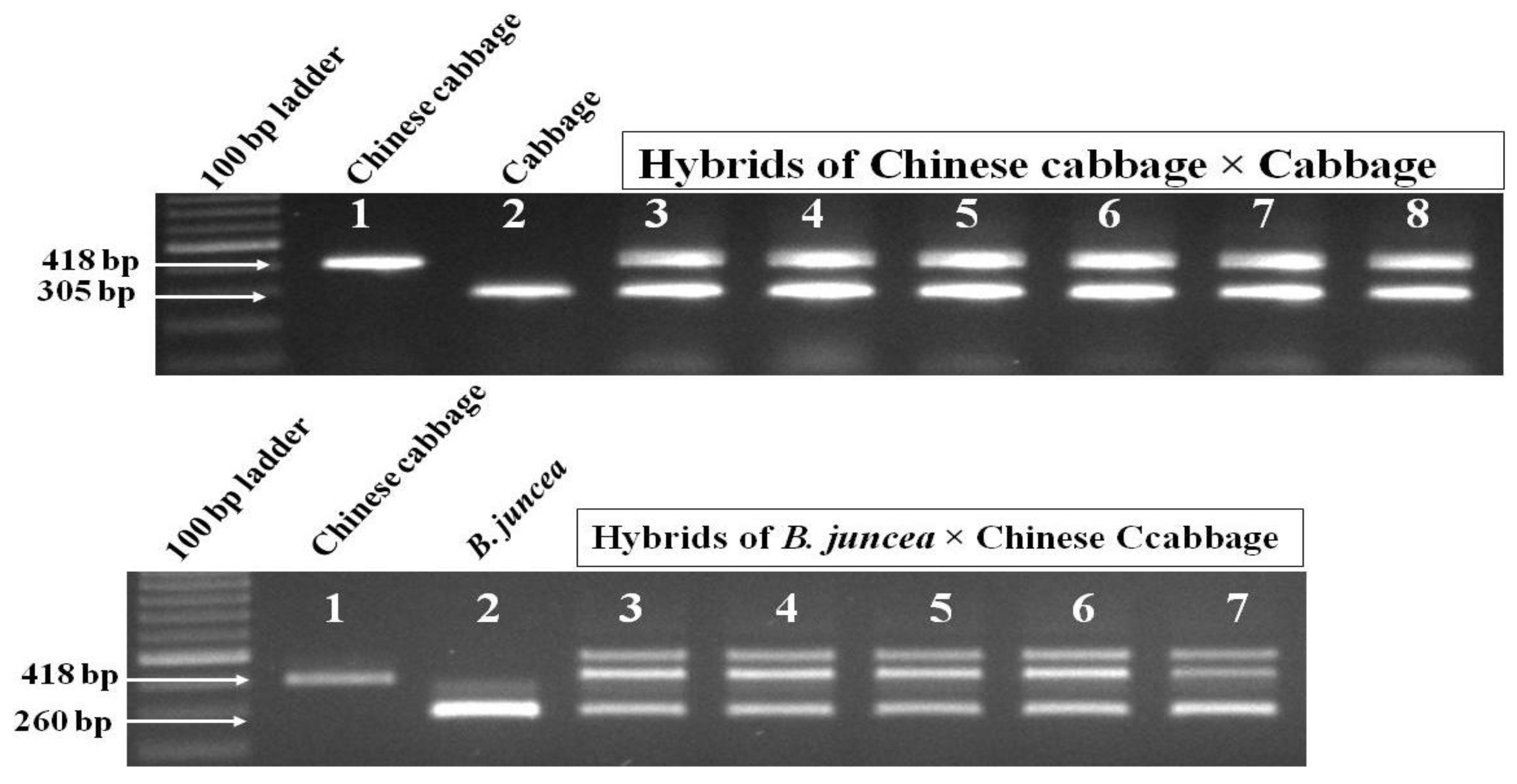 Plants 07 00099 g005