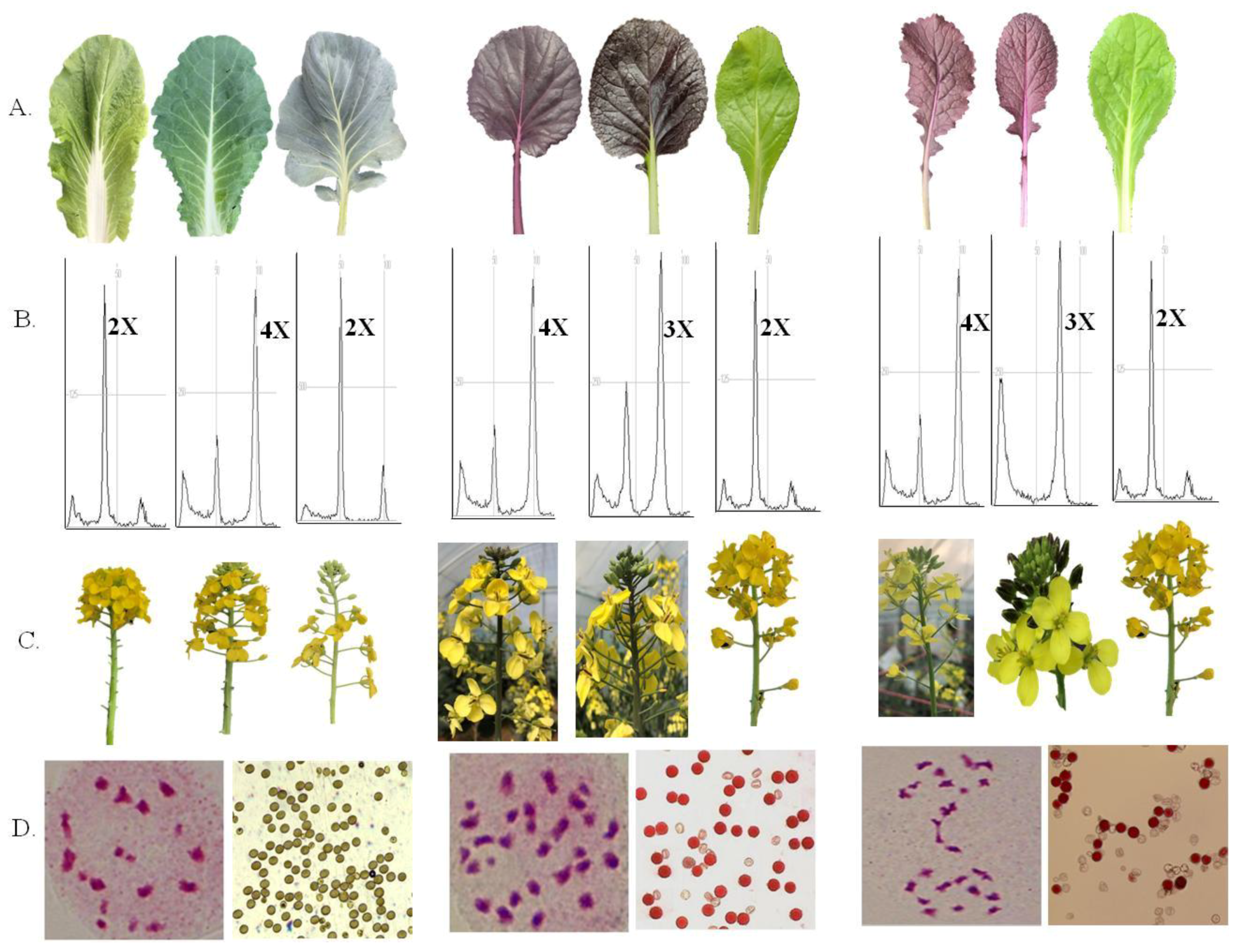 Plants 07 00099 g006