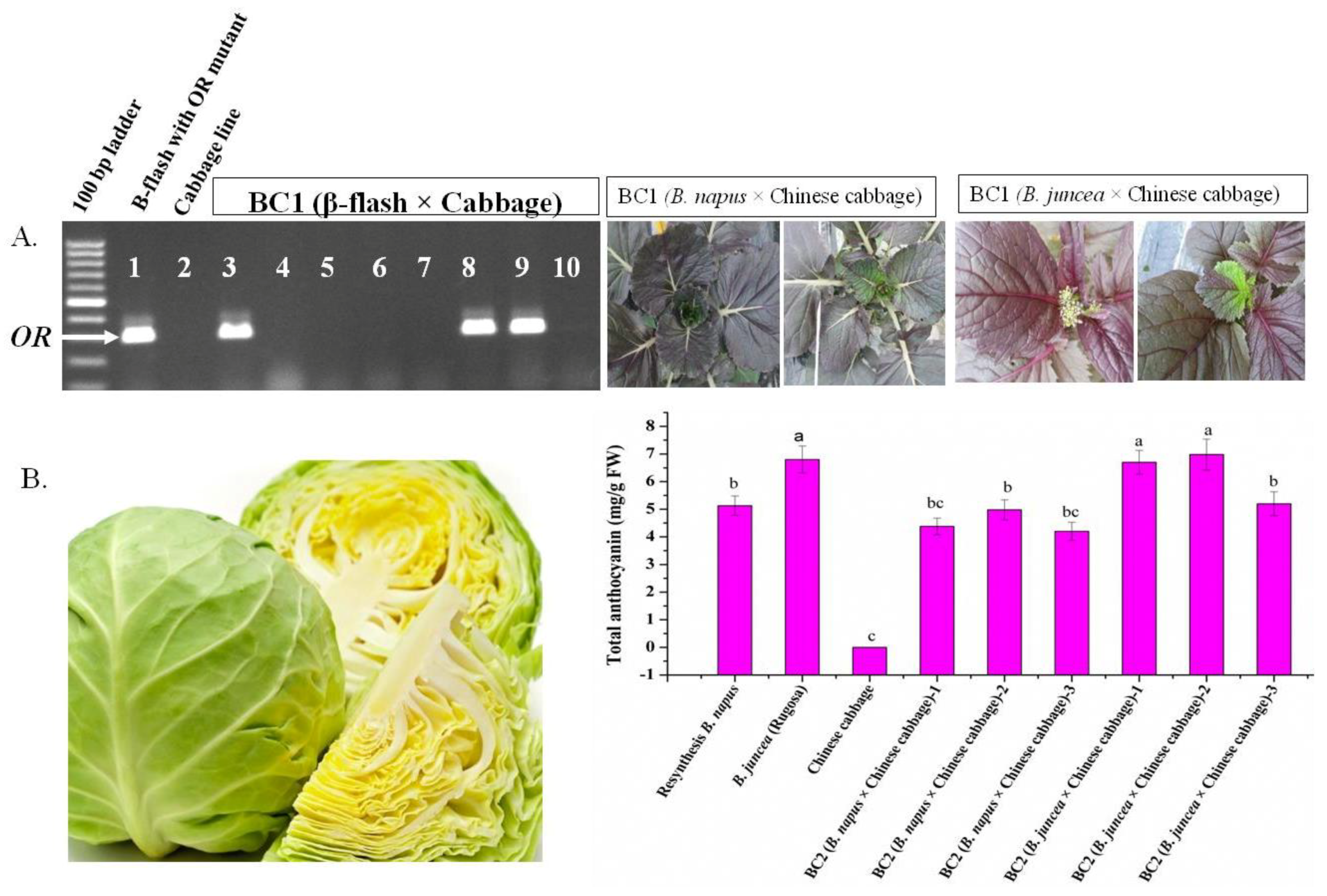 Plants 07 00099 g007
