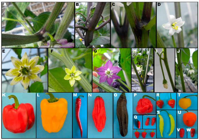 Plants 07 00103 g001