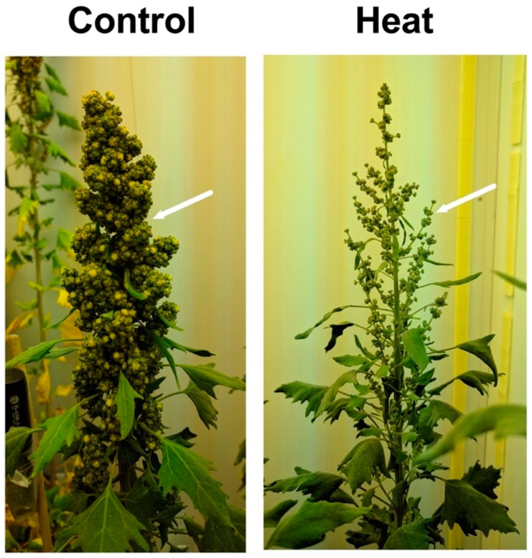 Plants 07 00106 g004